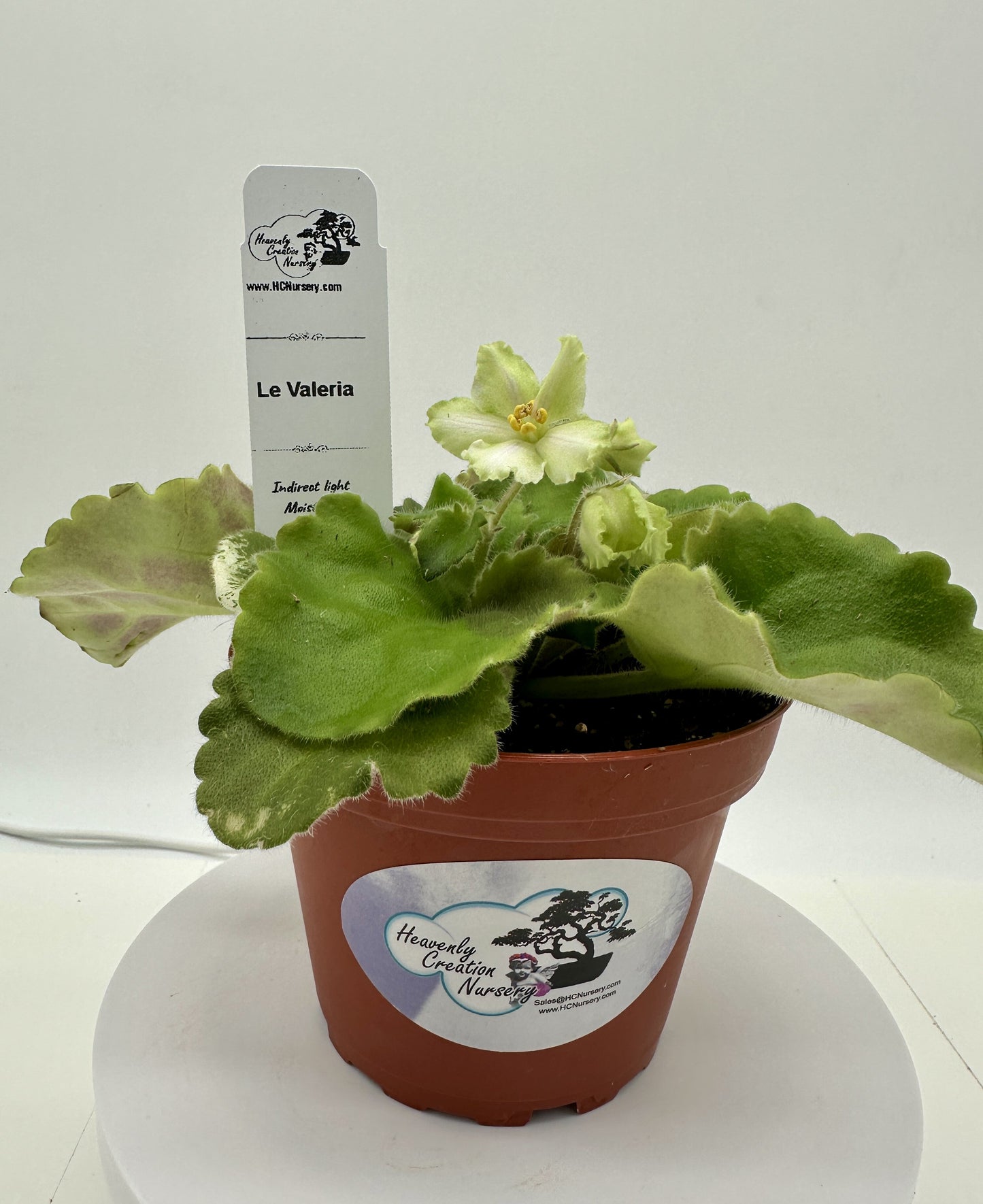 LE Valeria - Live African Violet 4"