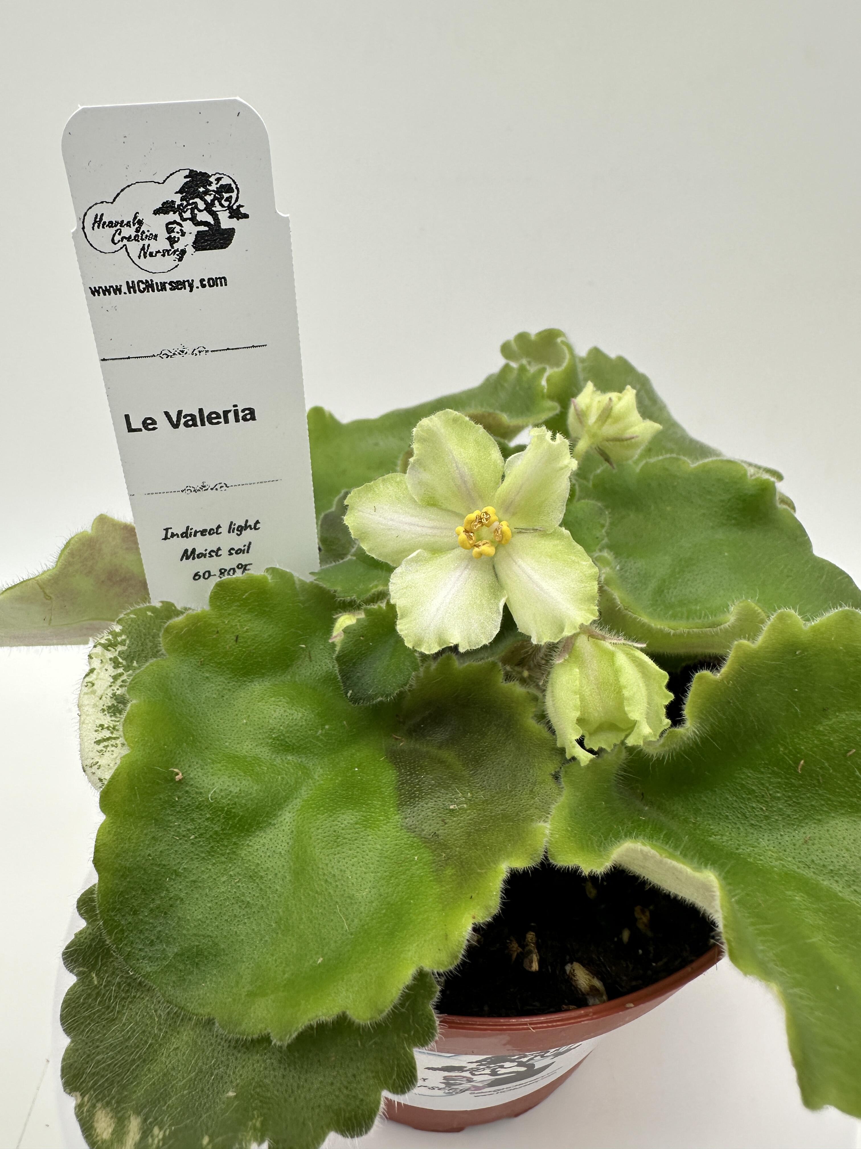 LE Valeria - Live African Violet 4