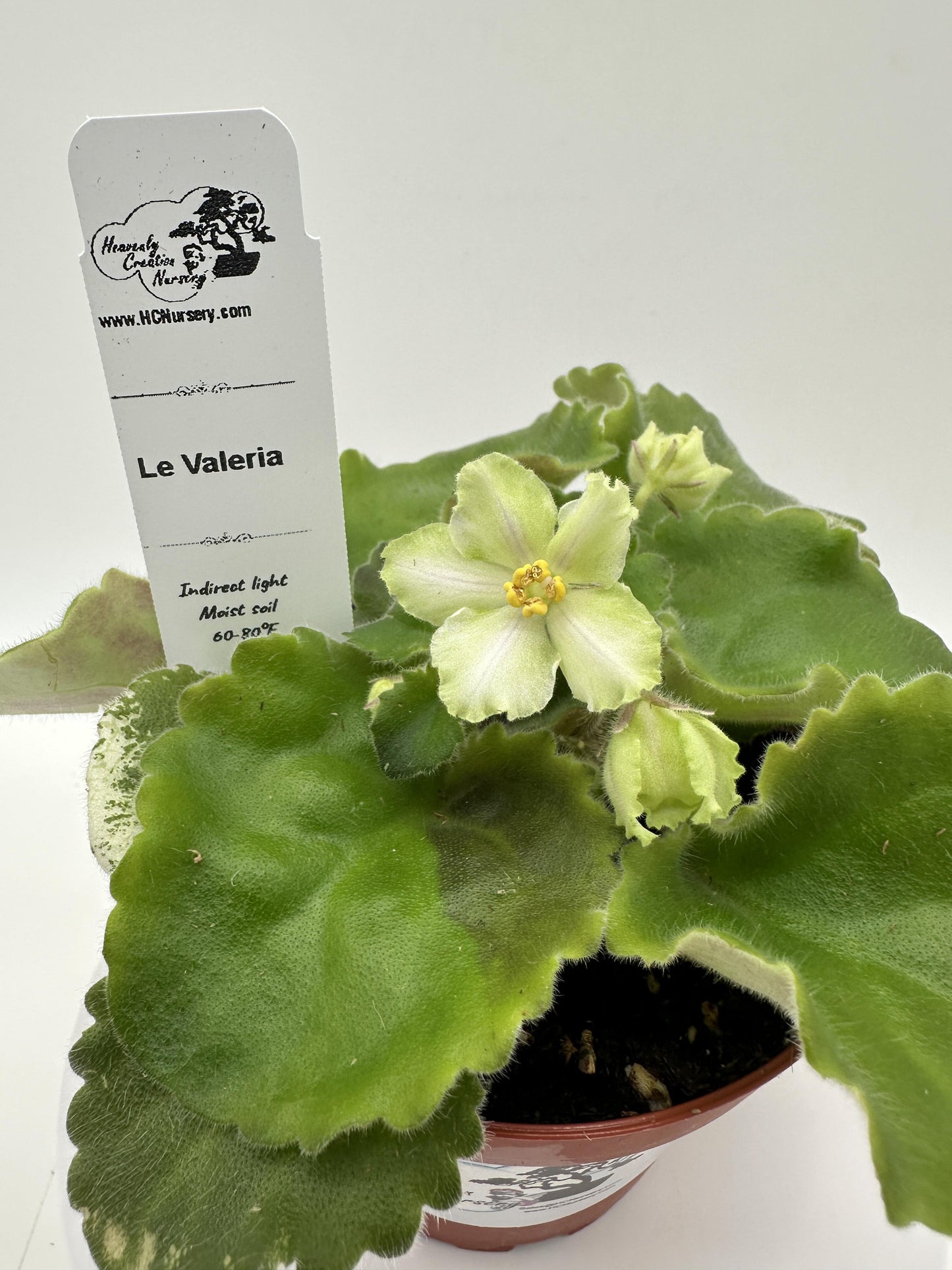LE Valeria - Live African Violet 4"