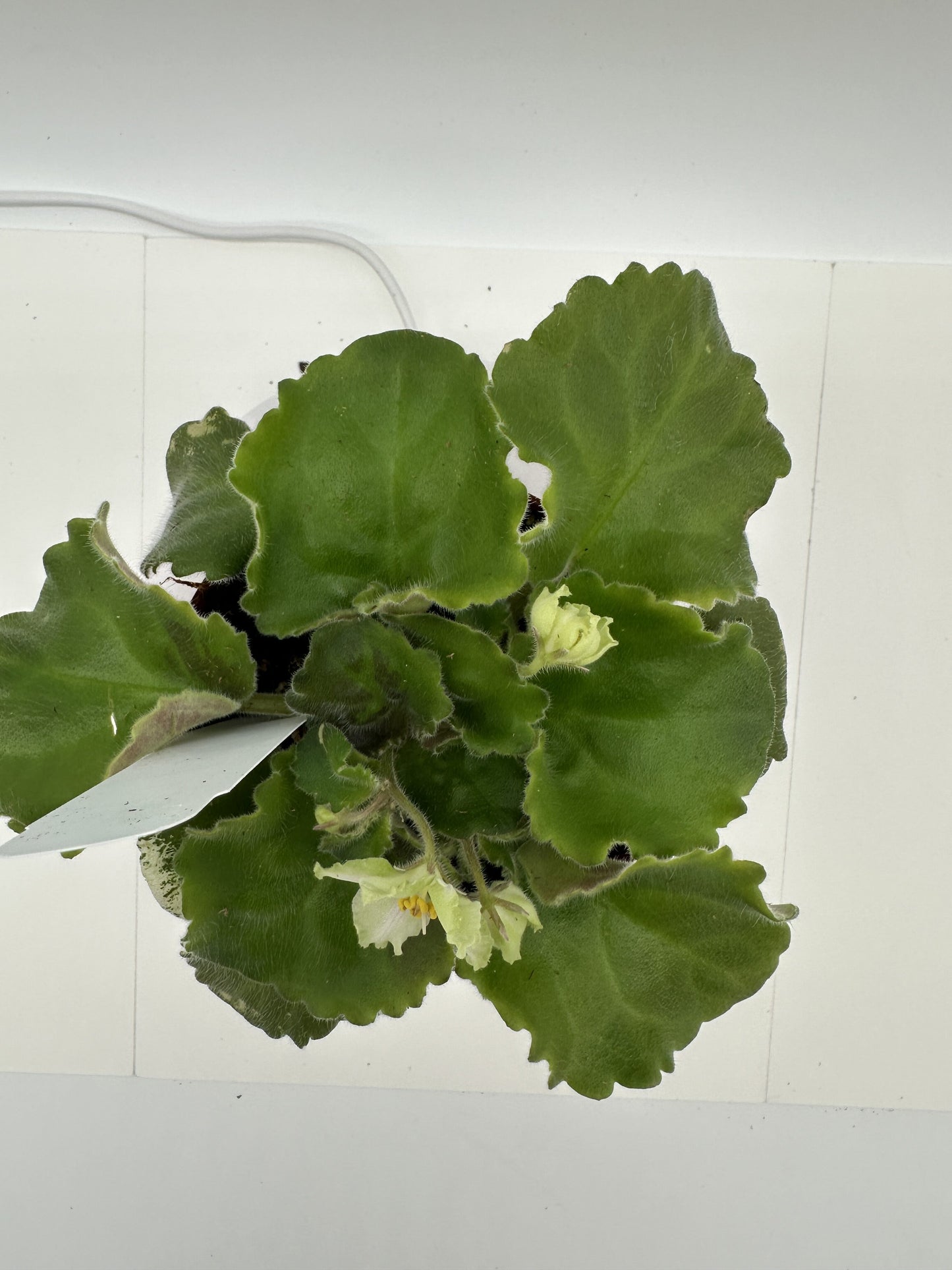 LE Valeria - Live African Violet 4"