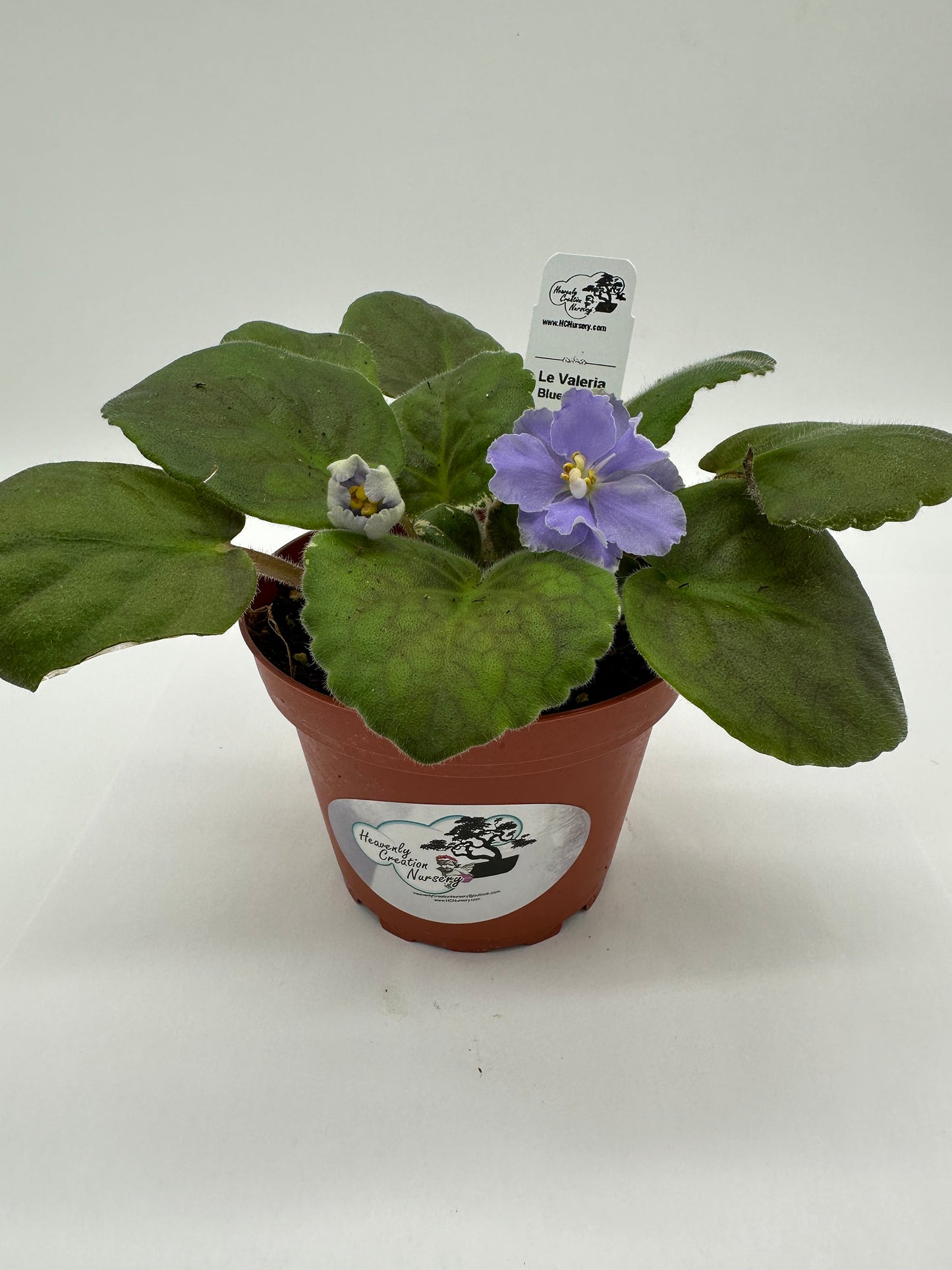 LE Valeria - Blue Hybrid - Live African Violet 4"