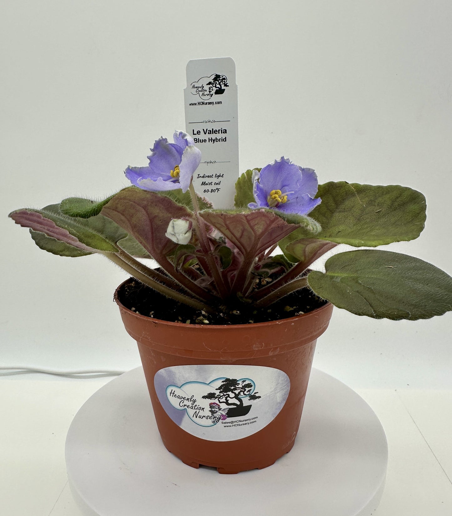 LE Valeria - Blue Hybrid - Live African Violet 4"