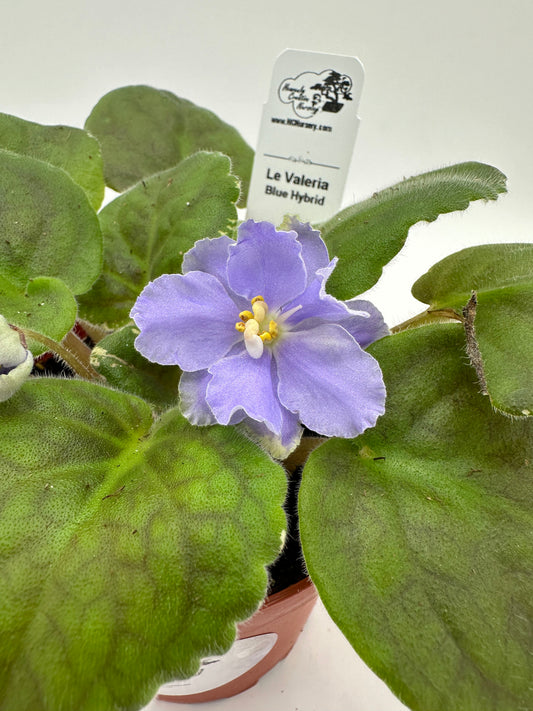 LE Valeria - Blue Hybrid - Live African Violet 4"