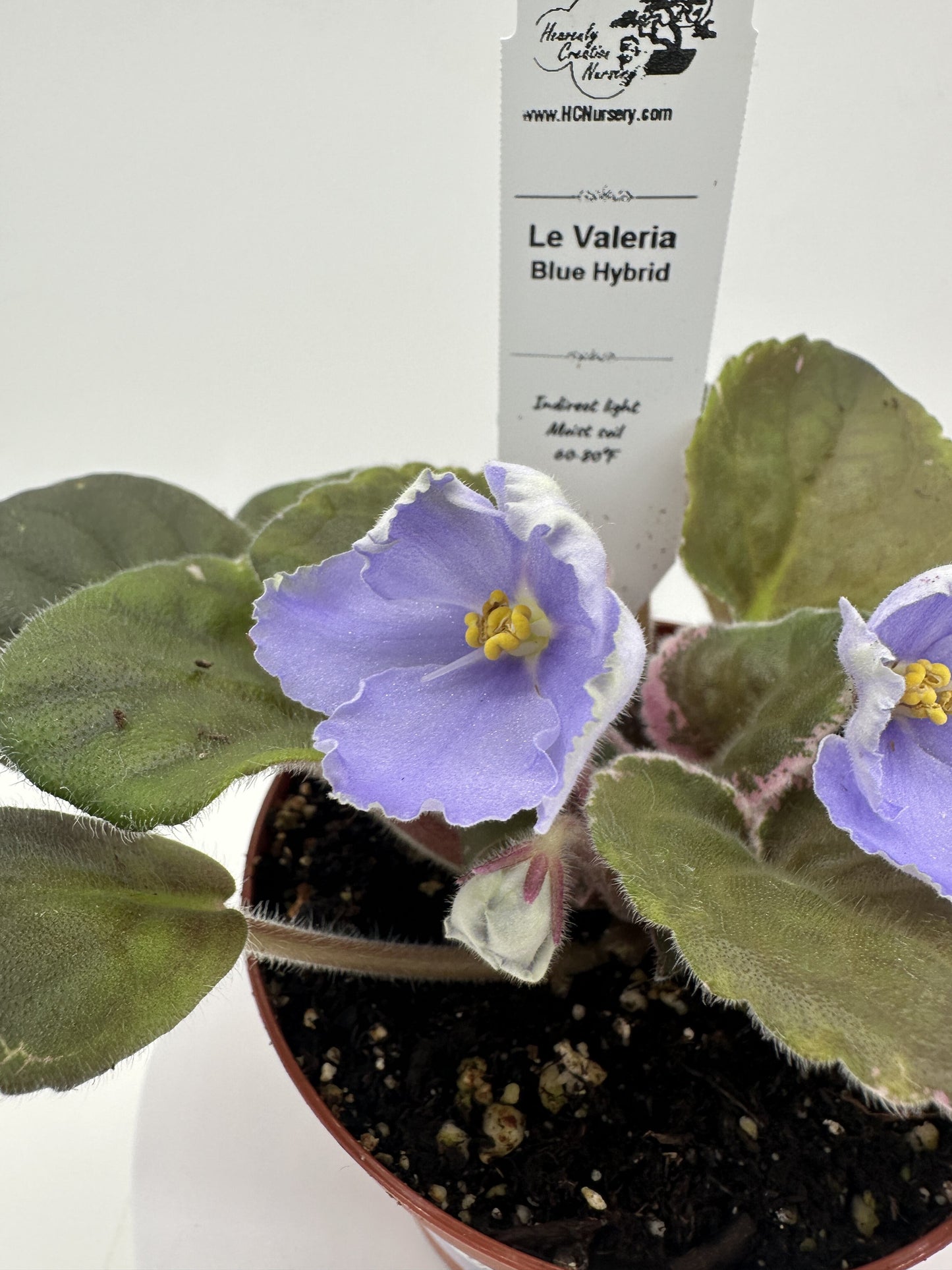 LE Valeria - Blue Hybrid - Live African Violet 4"