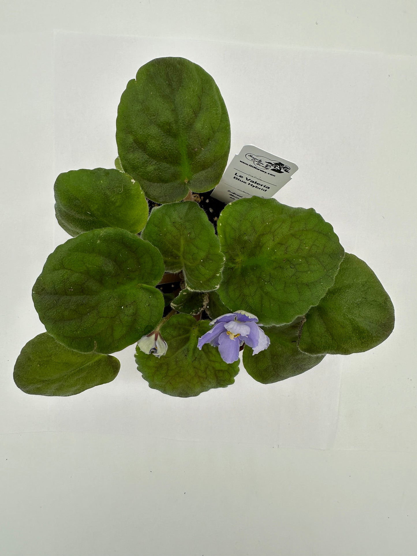 LE Valeria - Blue Hybrid - Live African Violet 4"