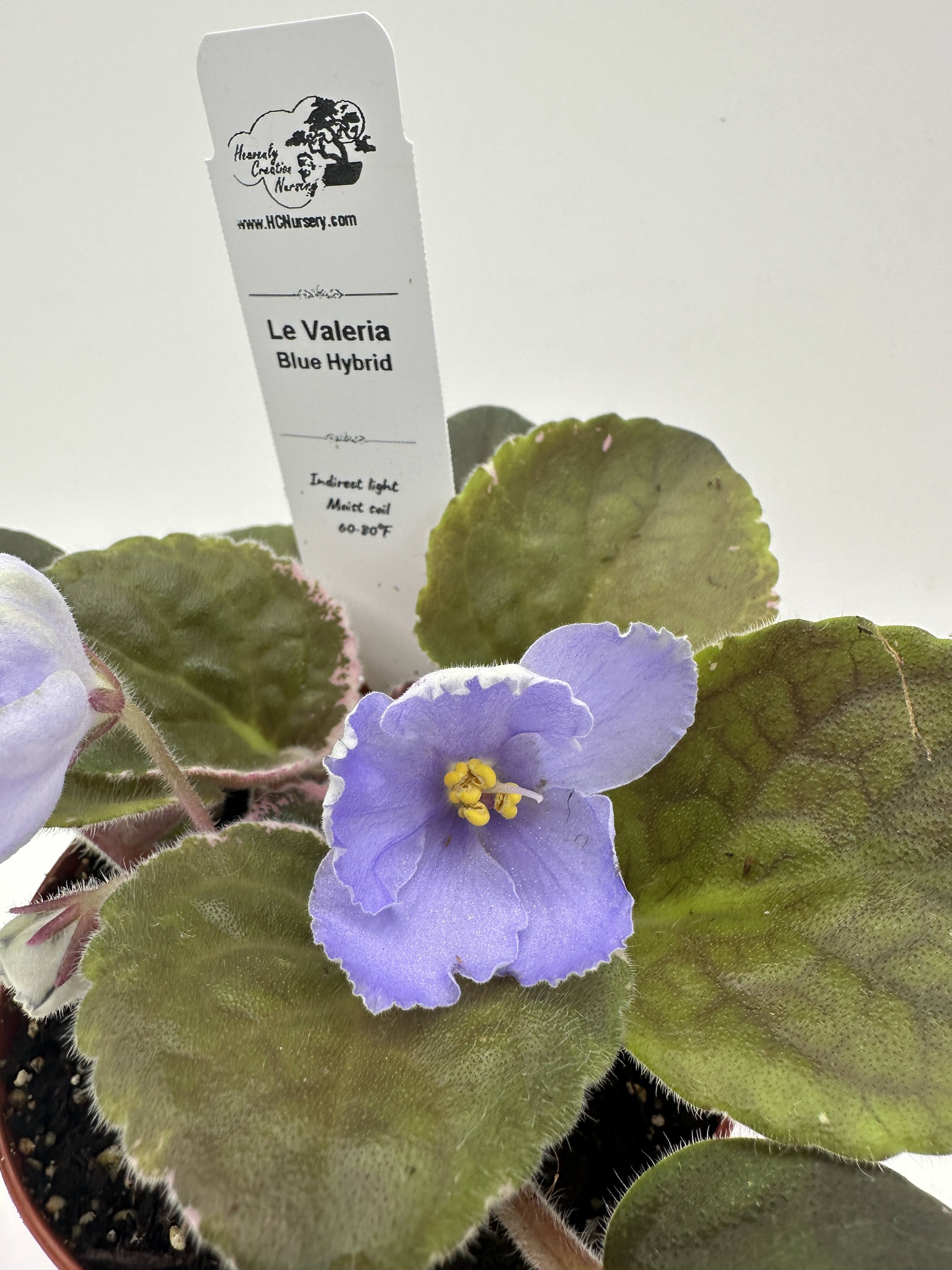 LE Valeria - Blue Hybrid - Live African Violet 4