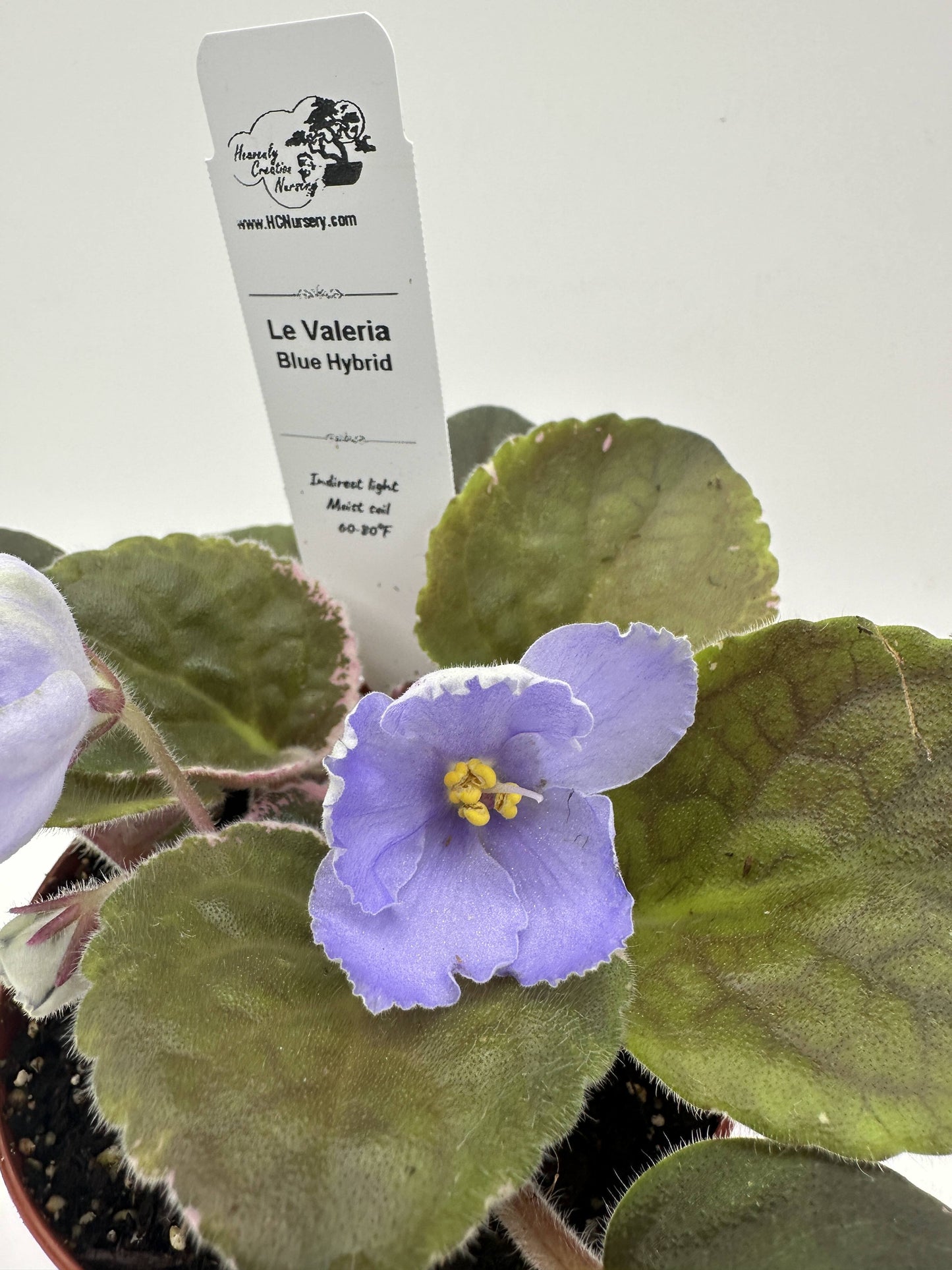 LE Valeria - Blue Hybrid - Live African Violet 4"