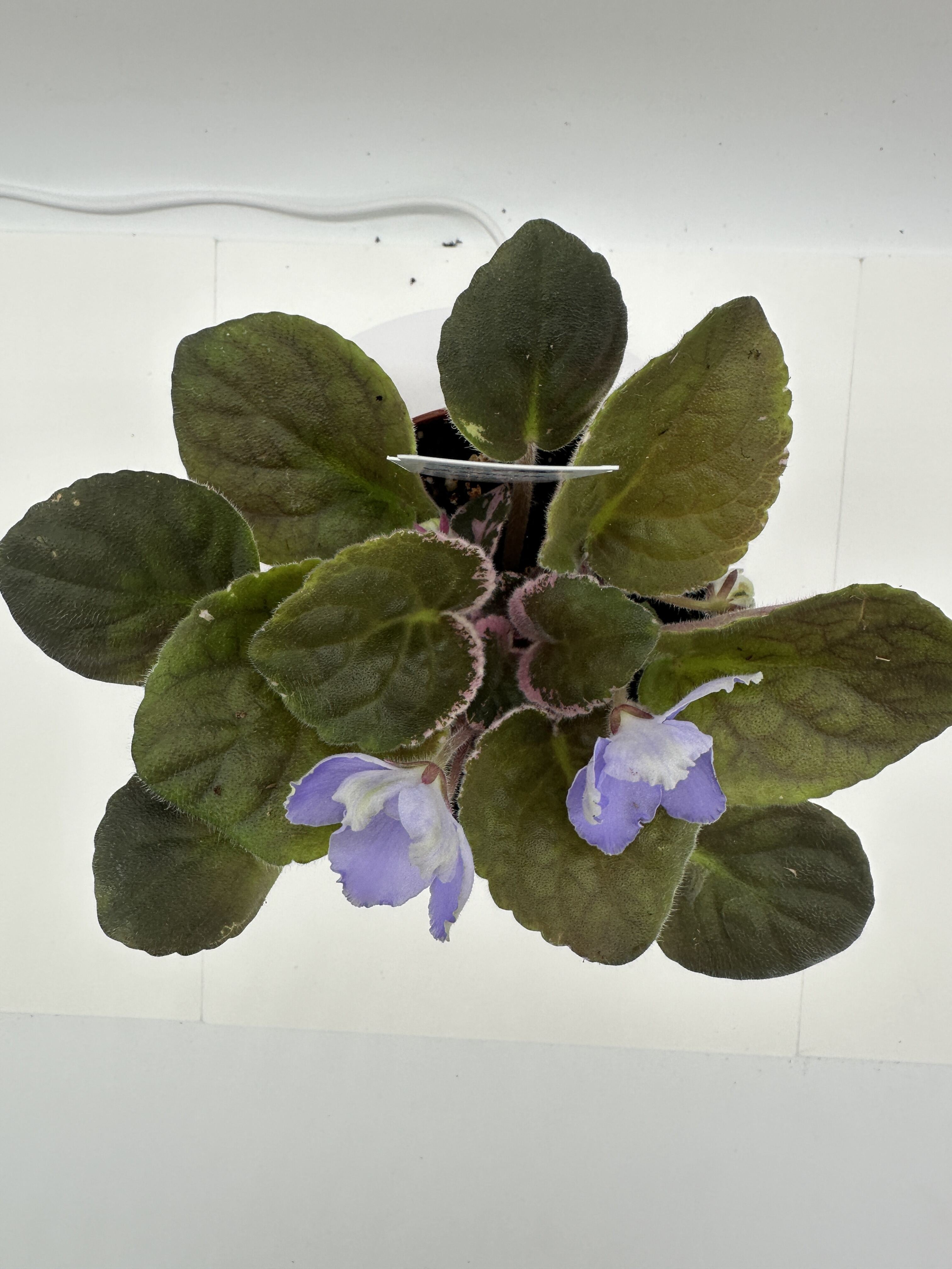 LE Valeria - Blue Hybrid - Live African Violet 4