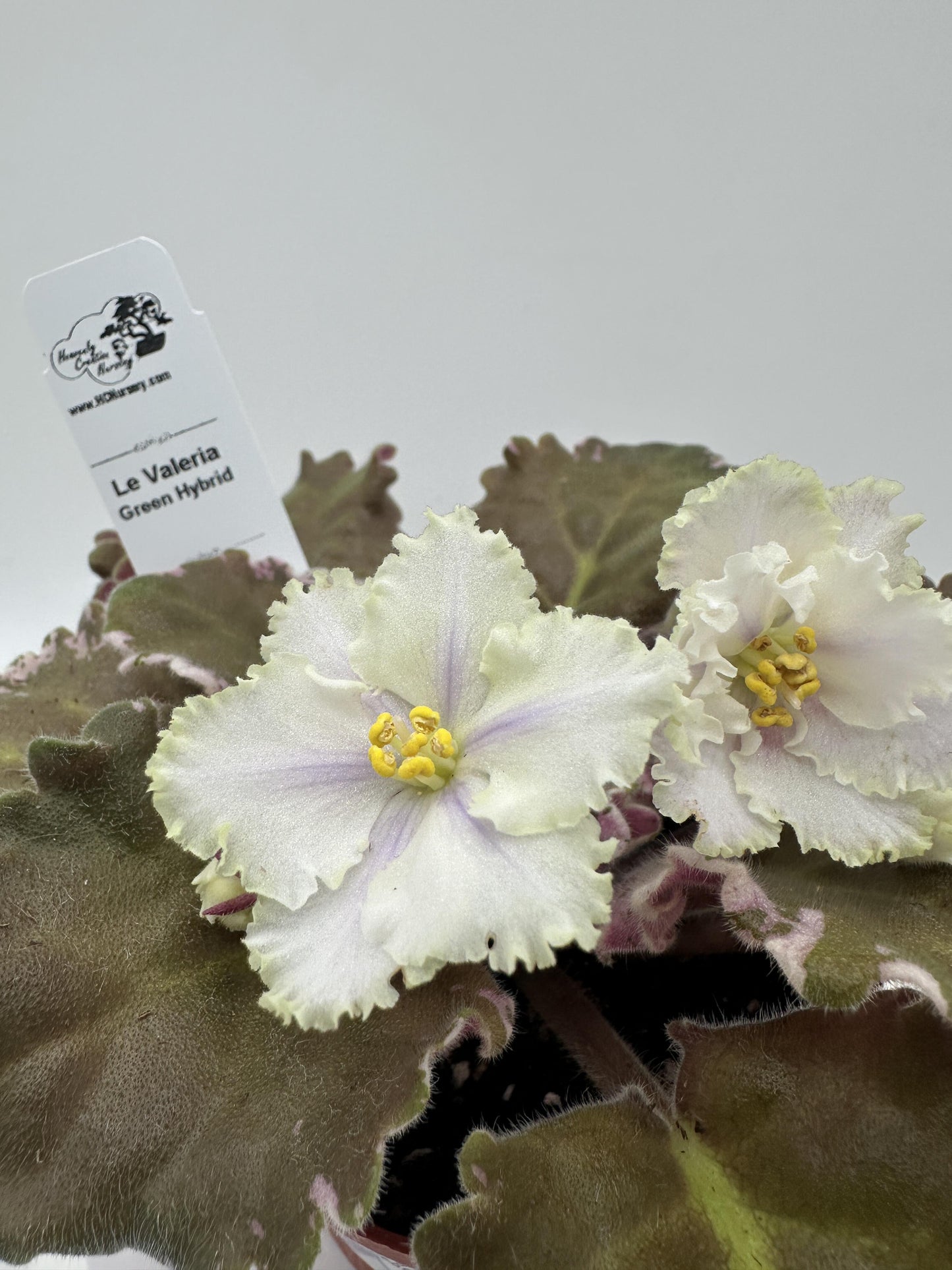 LE Valeria - Green Hybrid - Live African Violet 4"