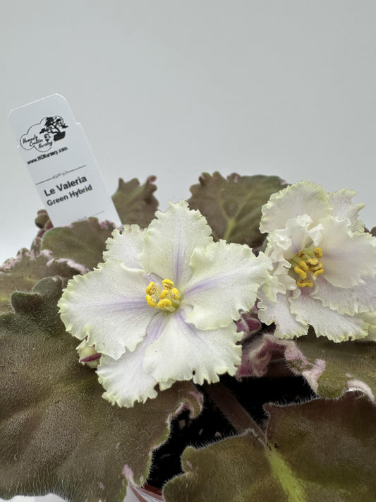 LE Valeria - Green Hybrid - Live African Violet 4"