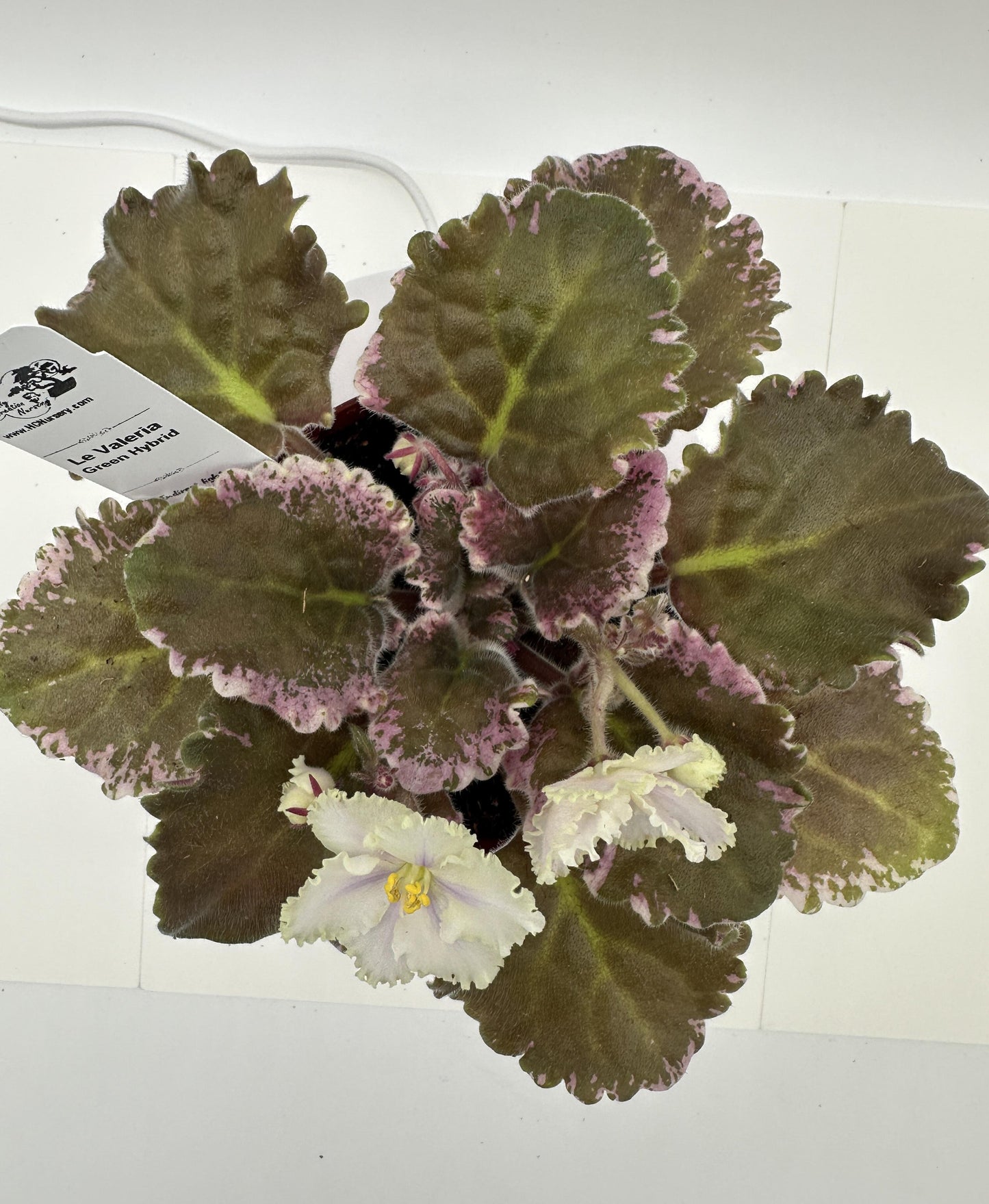 LE Valeria - Green Hybrid - Live African Violet 4"