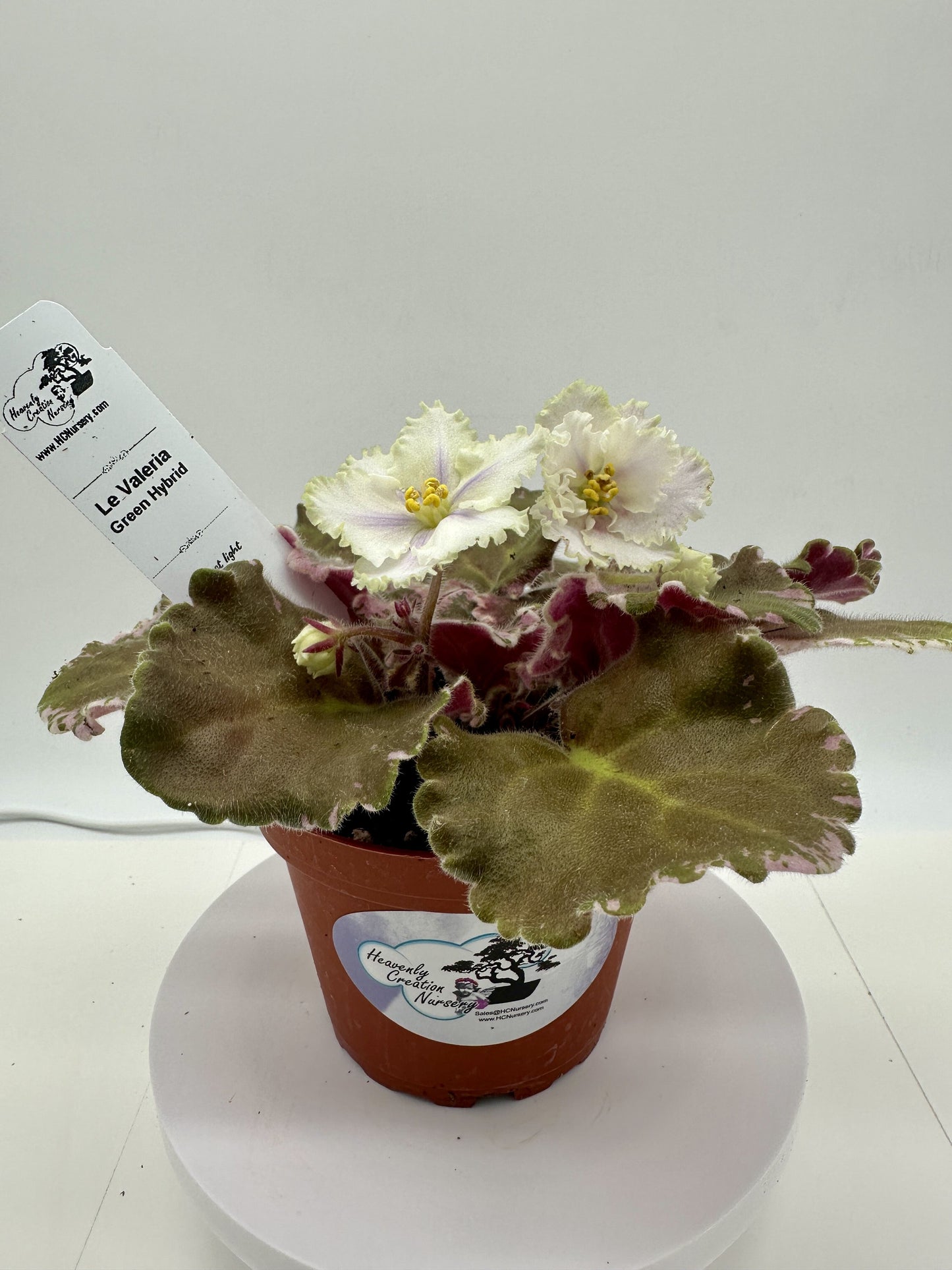 LE Valeria - Green Hybrid - Live African Violet 4"