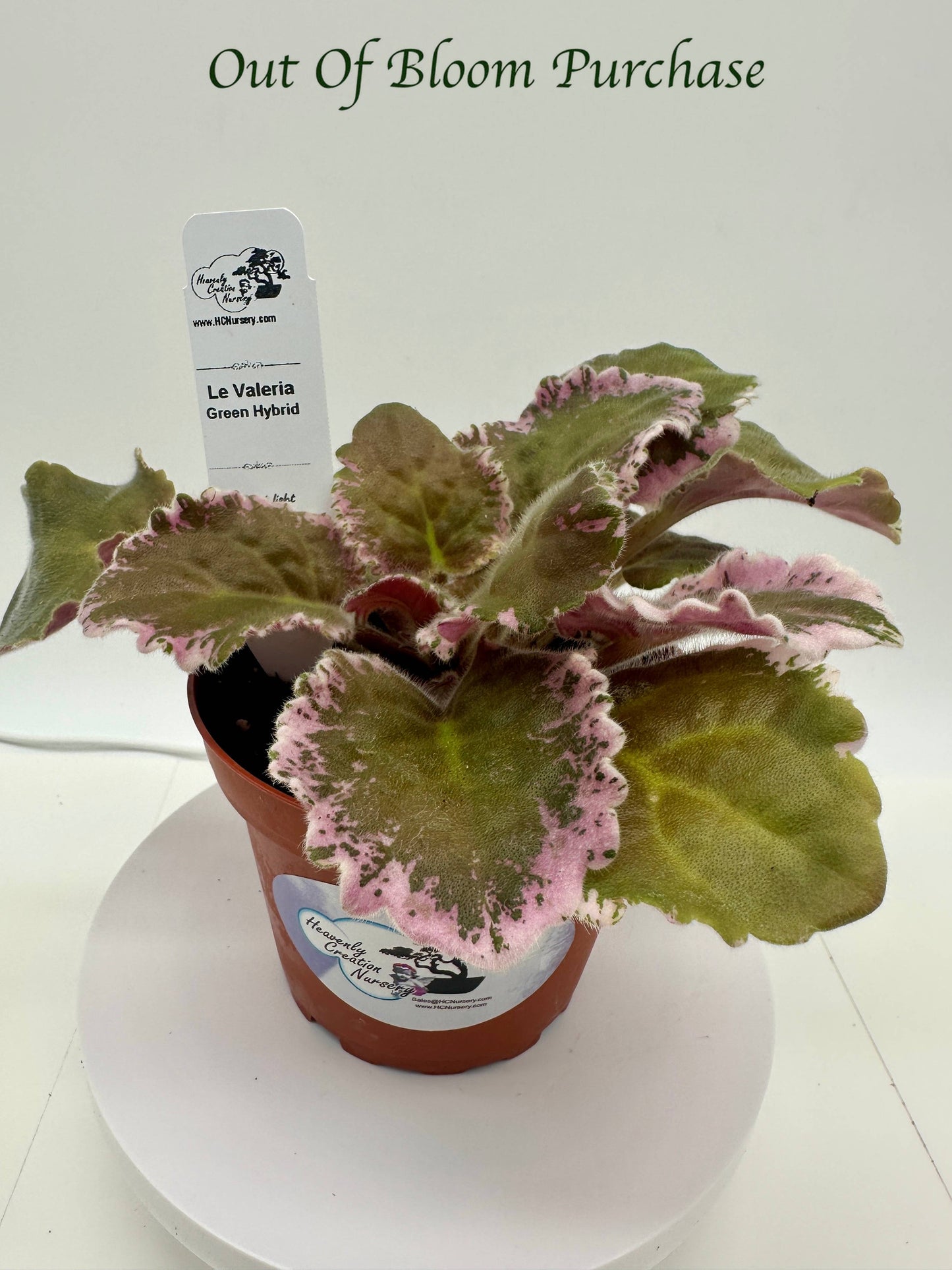 LE Valeria - Green Hybrid - Live African Violet 4"
