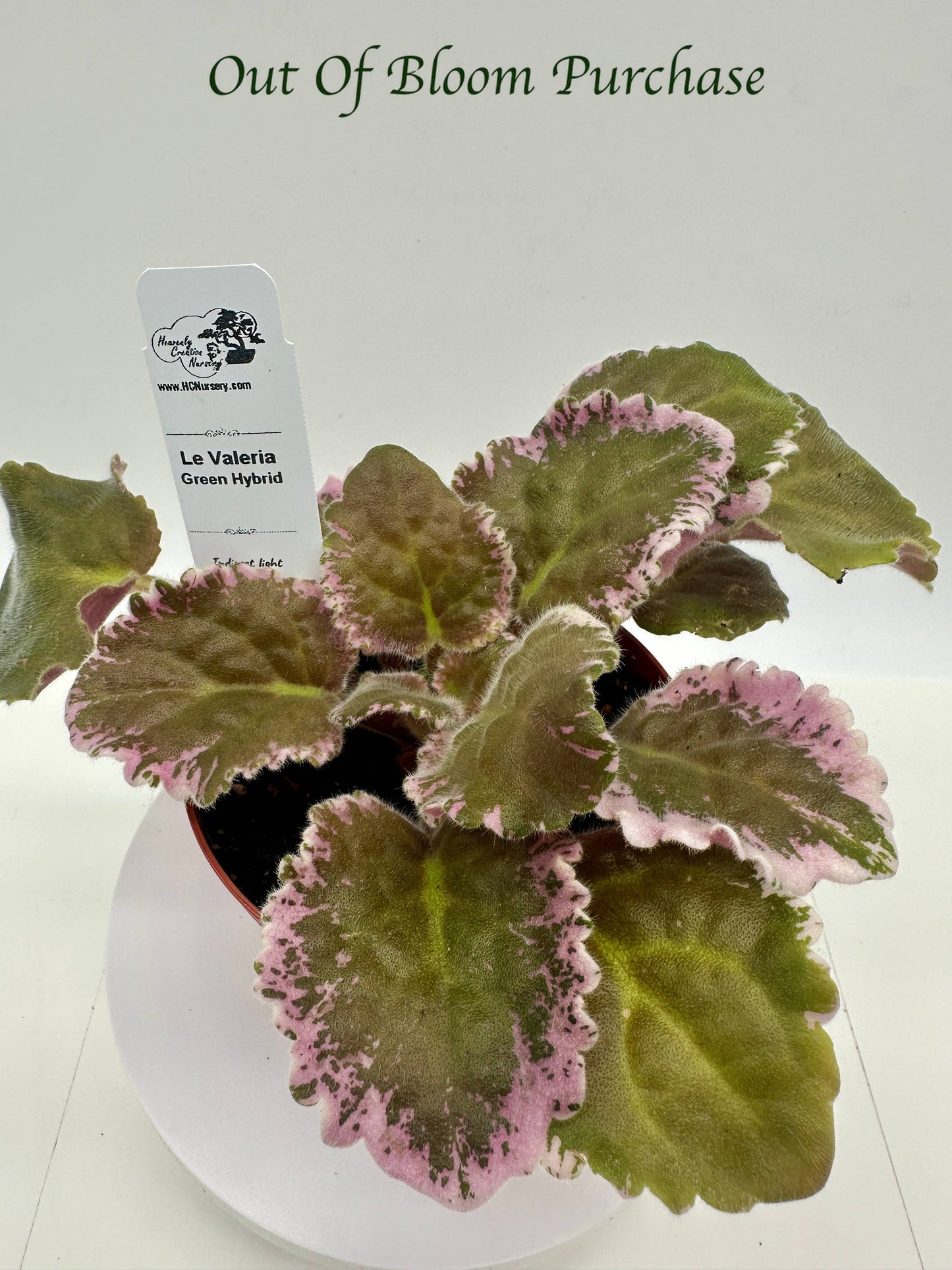 LE Valeria - Green Hybrid - Live African Violet 4"