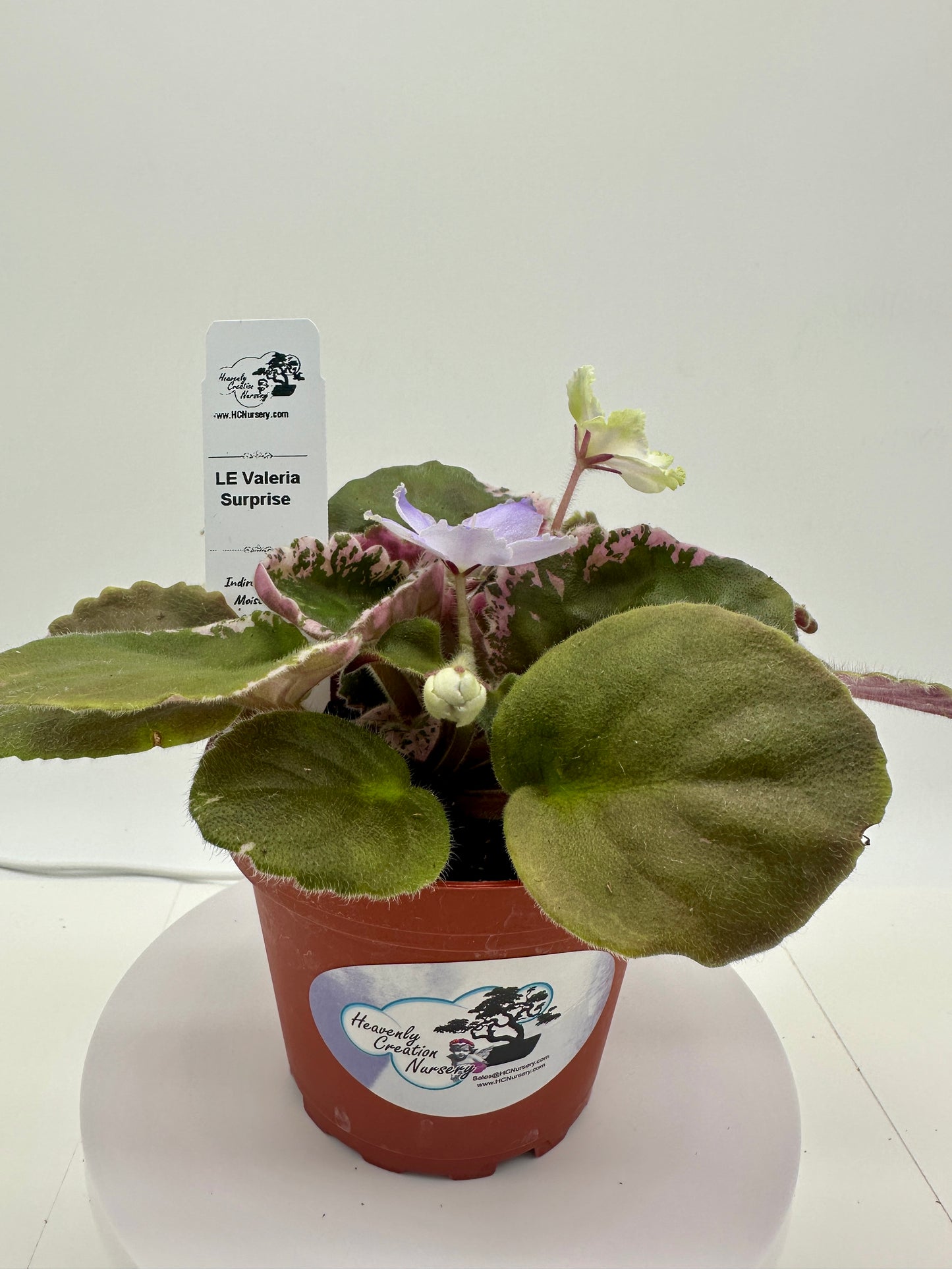 LE Valeria - Surprise - Live African Violet 4"
