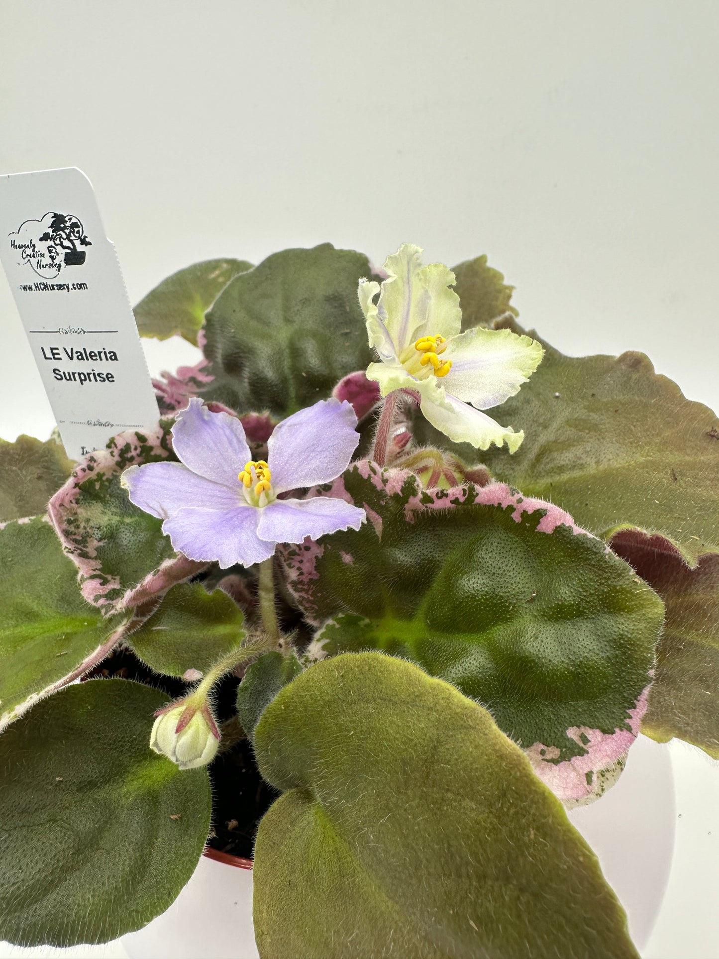 LE Valeria - Surprise - Live African Violet 4"
