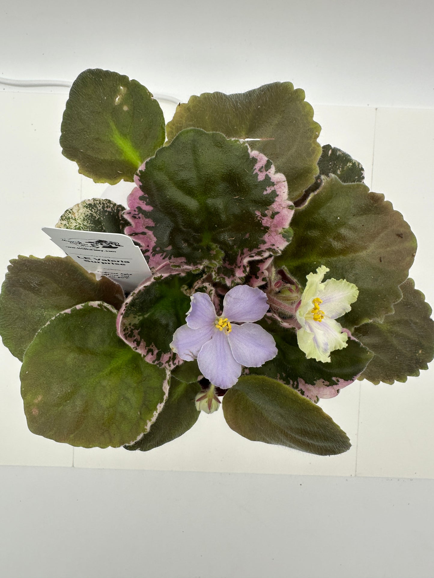 LE Valeria - Surprise - Live African Violet 4"