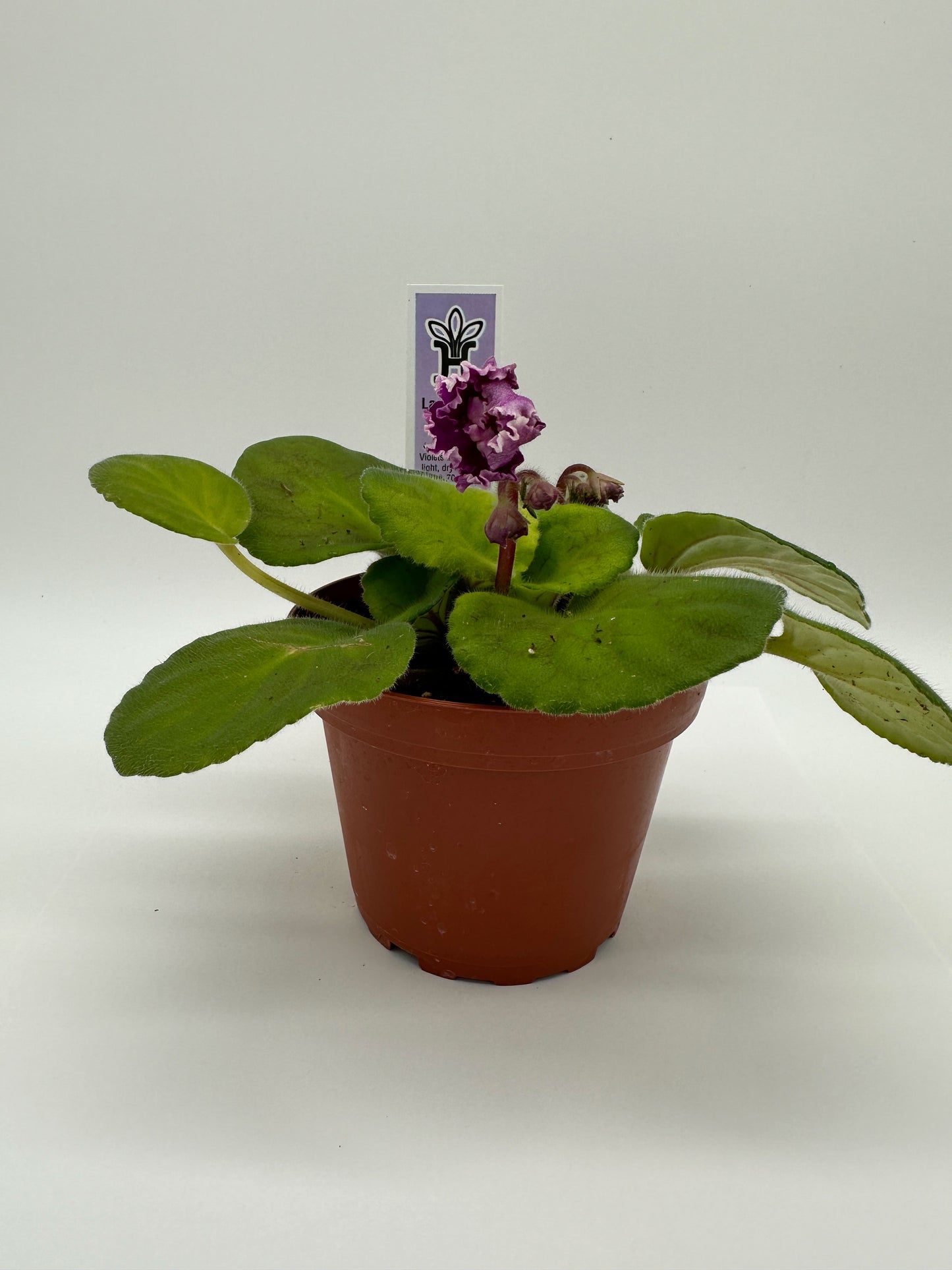 Lacey Lass - Live African Violet 4"