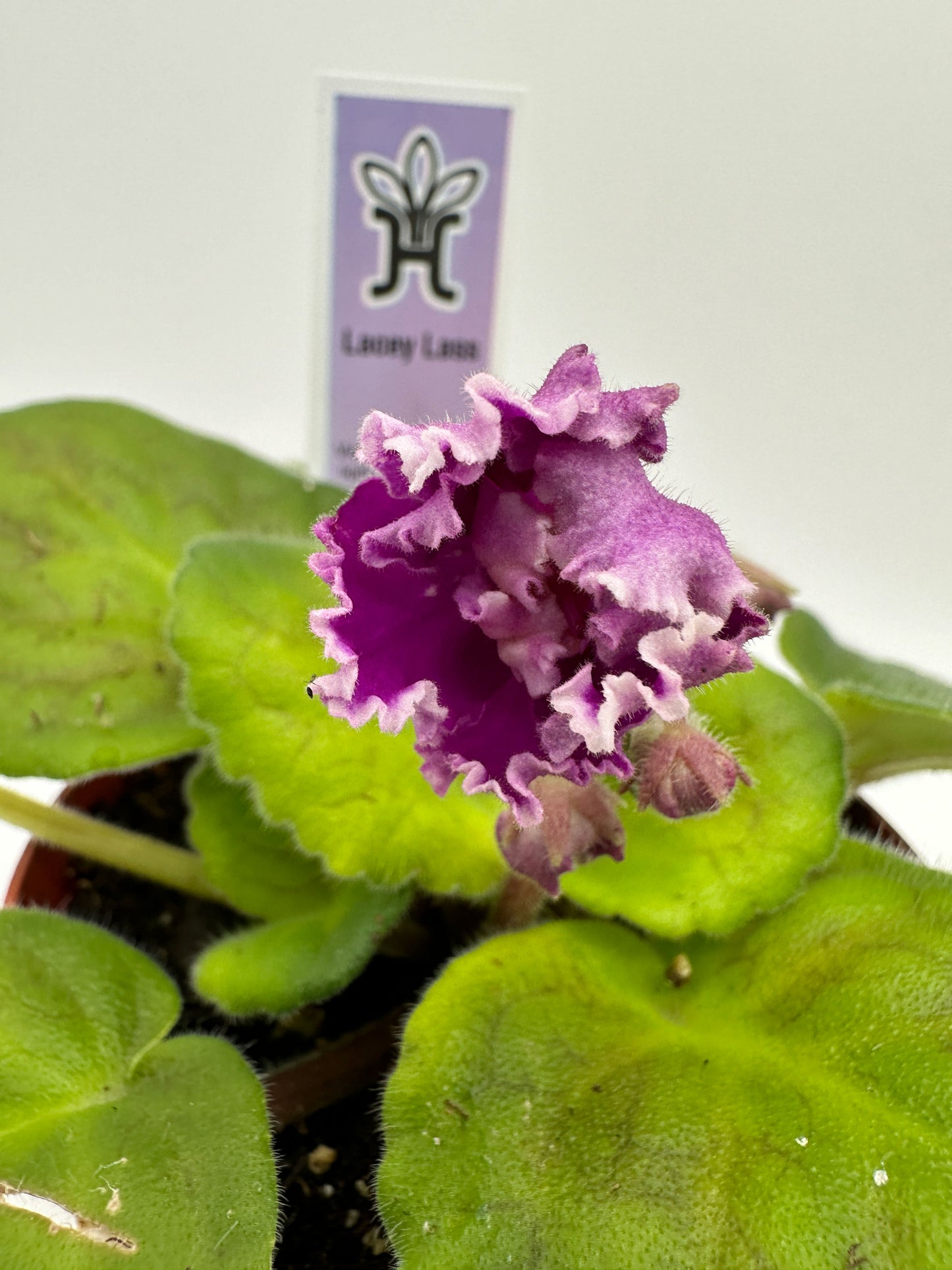 Lacey Lass - Live African Violet 4"