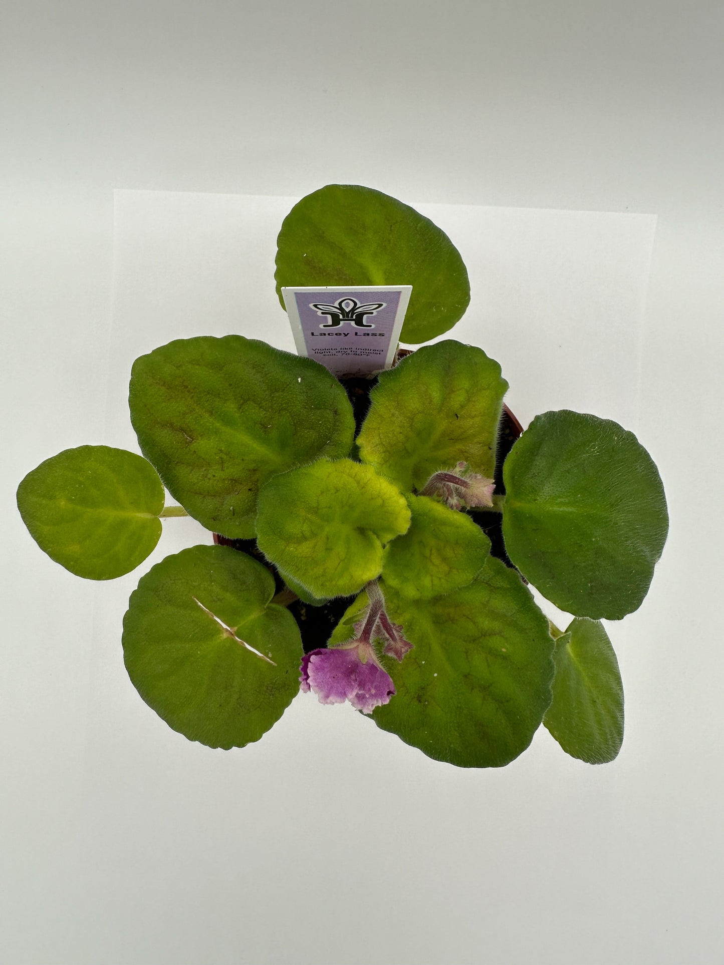 Lacey Lass - Live African Violet 4"