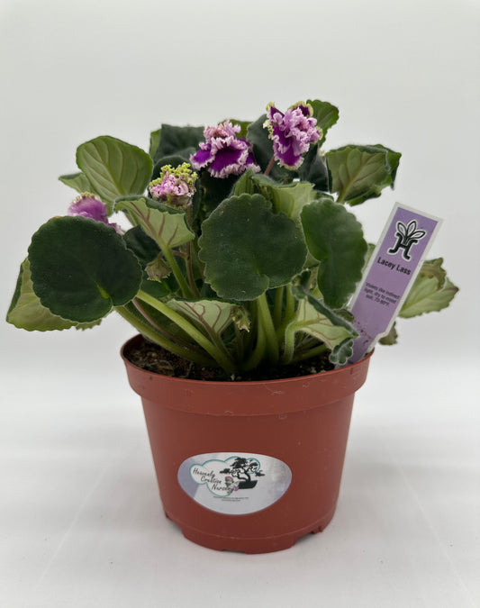Lacey Lass - Live African Violet 6"