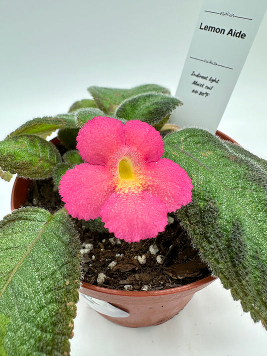 Lemon Aide - Live Episcia 4"