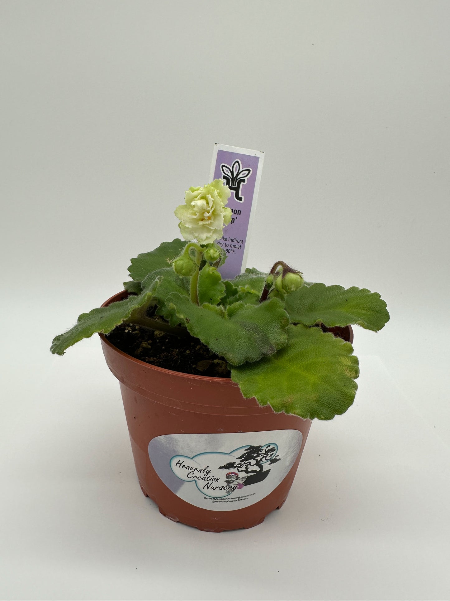 Lemon Whip - Live African Violet 4"