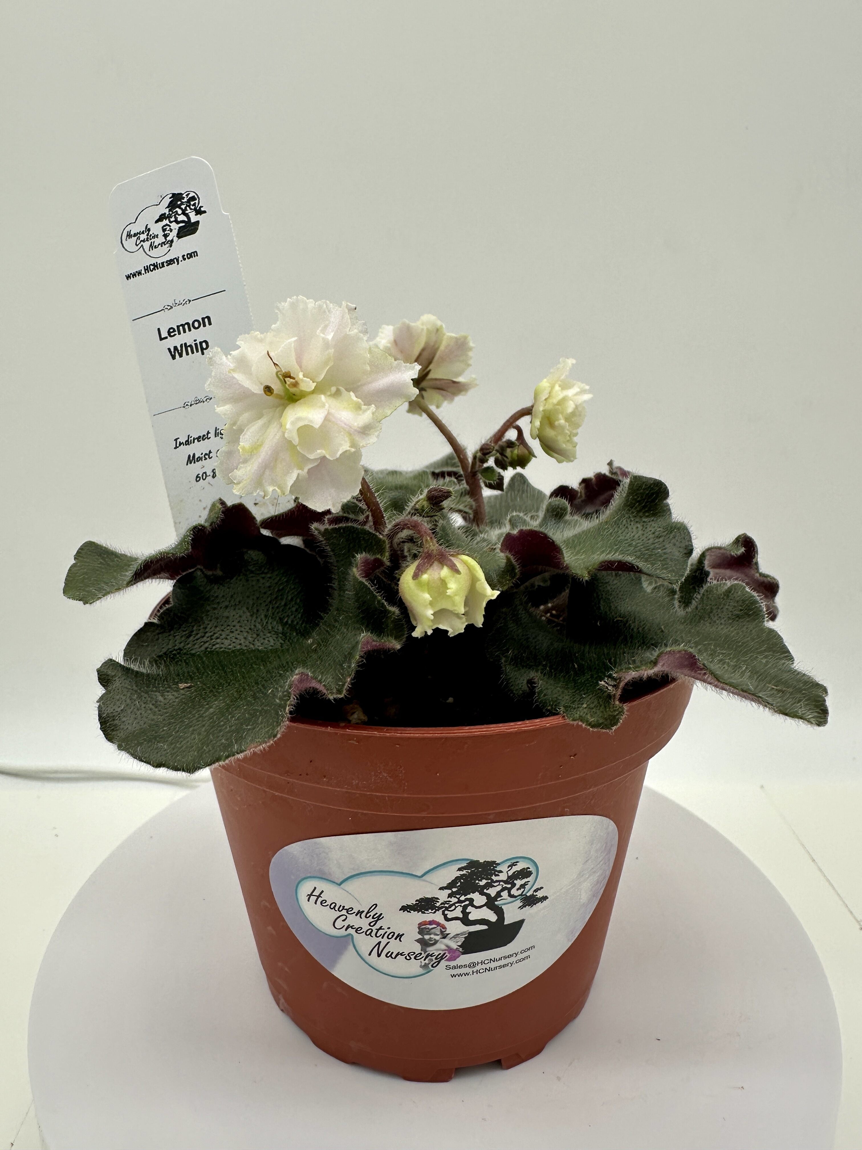 Lemon Whip - Live African Violet 4