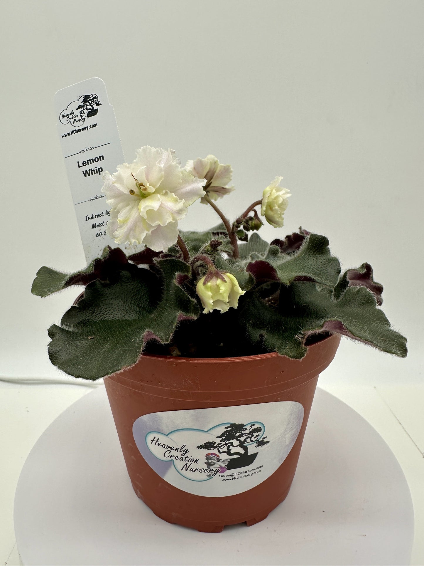 Lemon Whip - Live African Violet 4"