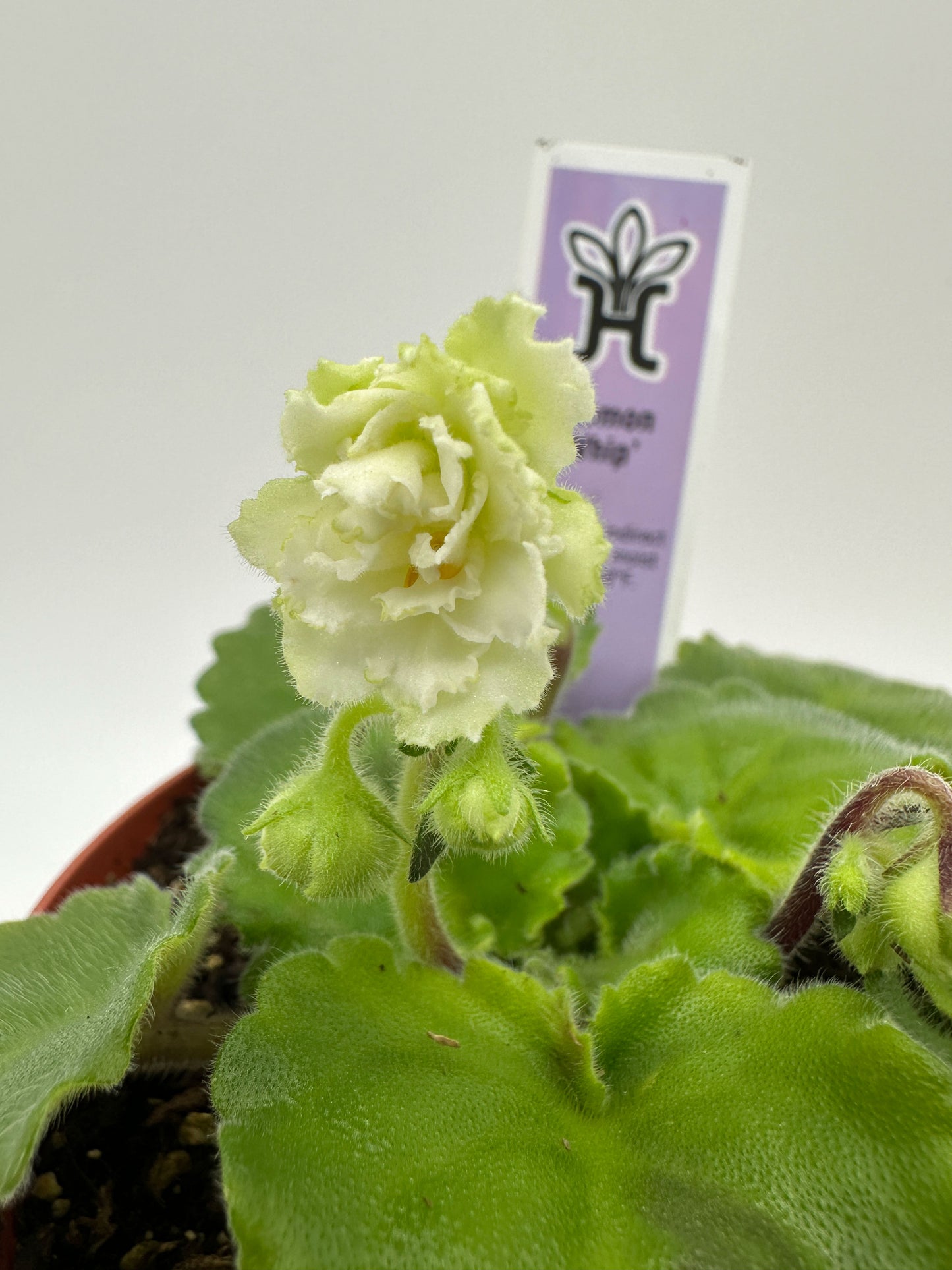 Lemon Whip - Live African Violet 4"