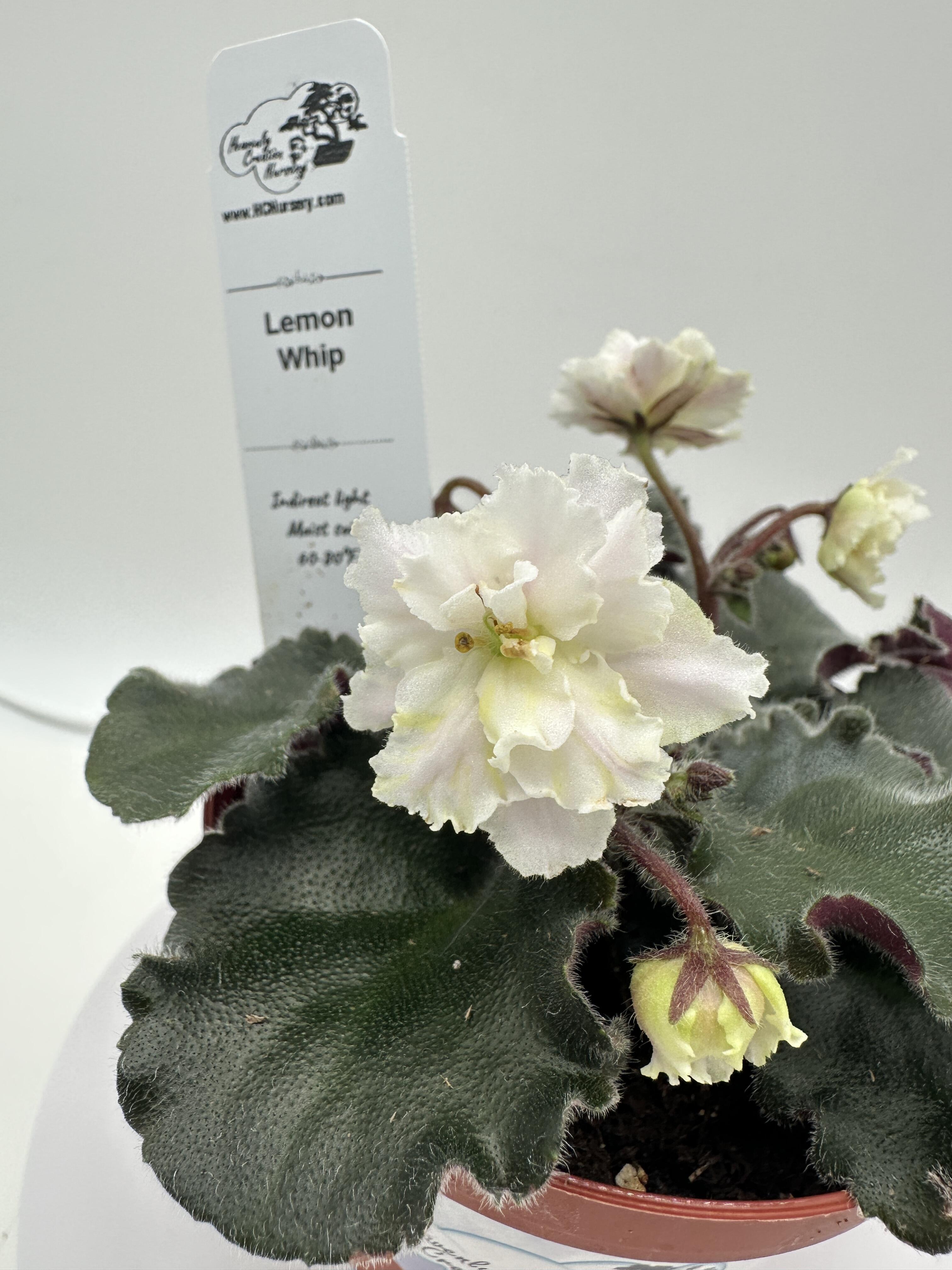 Lemon Whip - Live African Violet 4