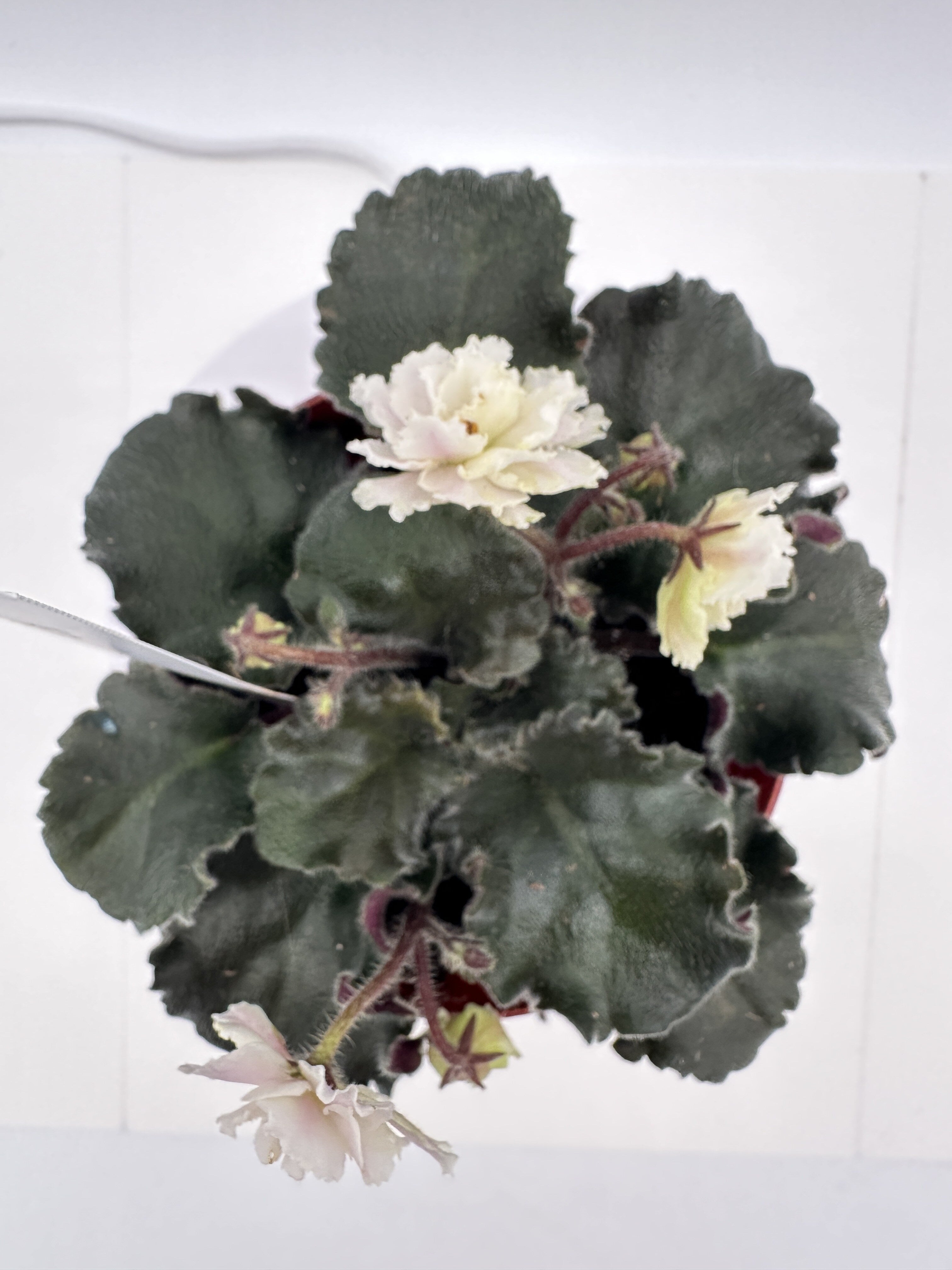 Lemon Whip - Live African Violet 4