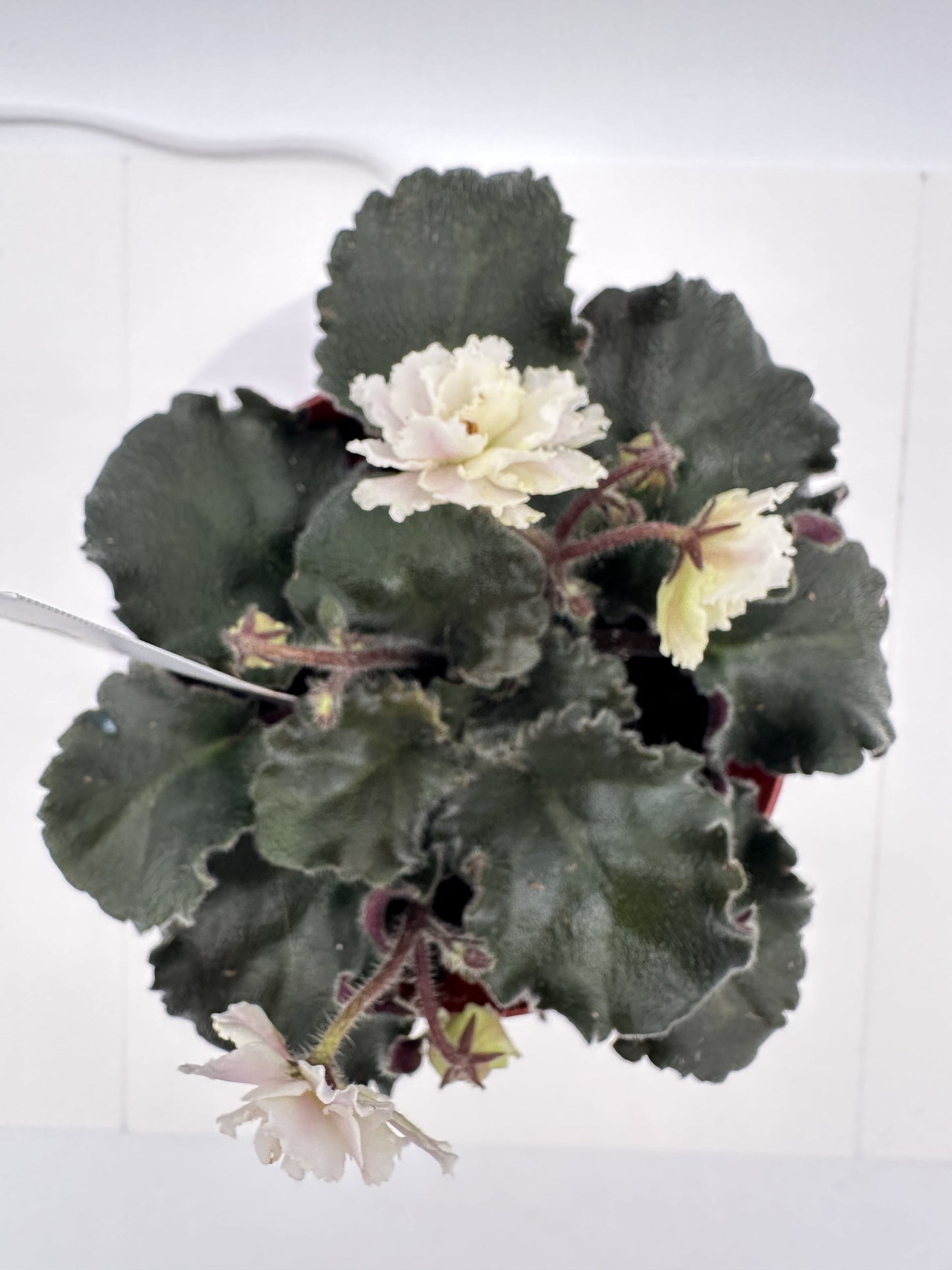 Lemon Whip - Live African Violet 4"