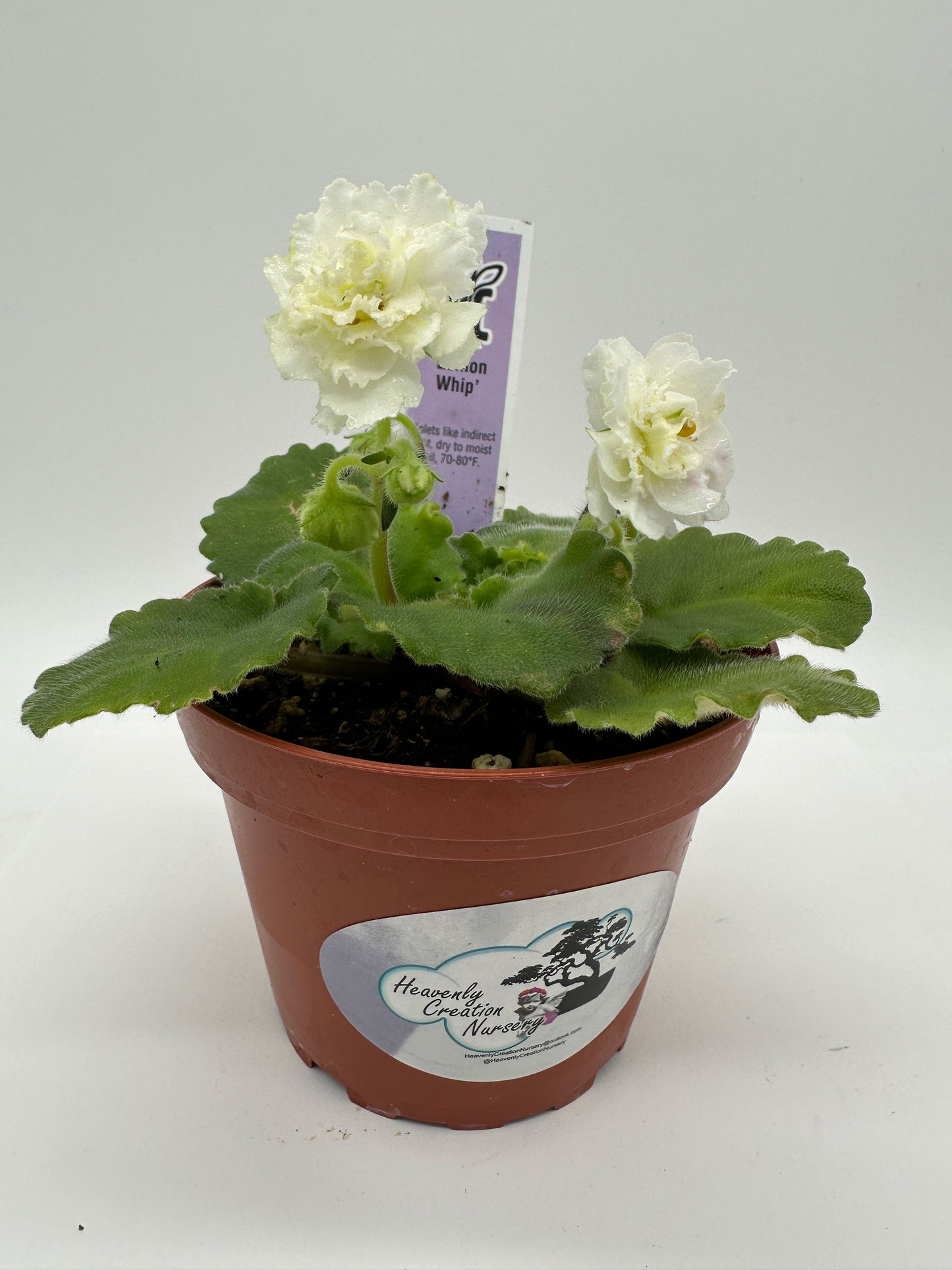 Lemon Whip - Live African Violet 4"