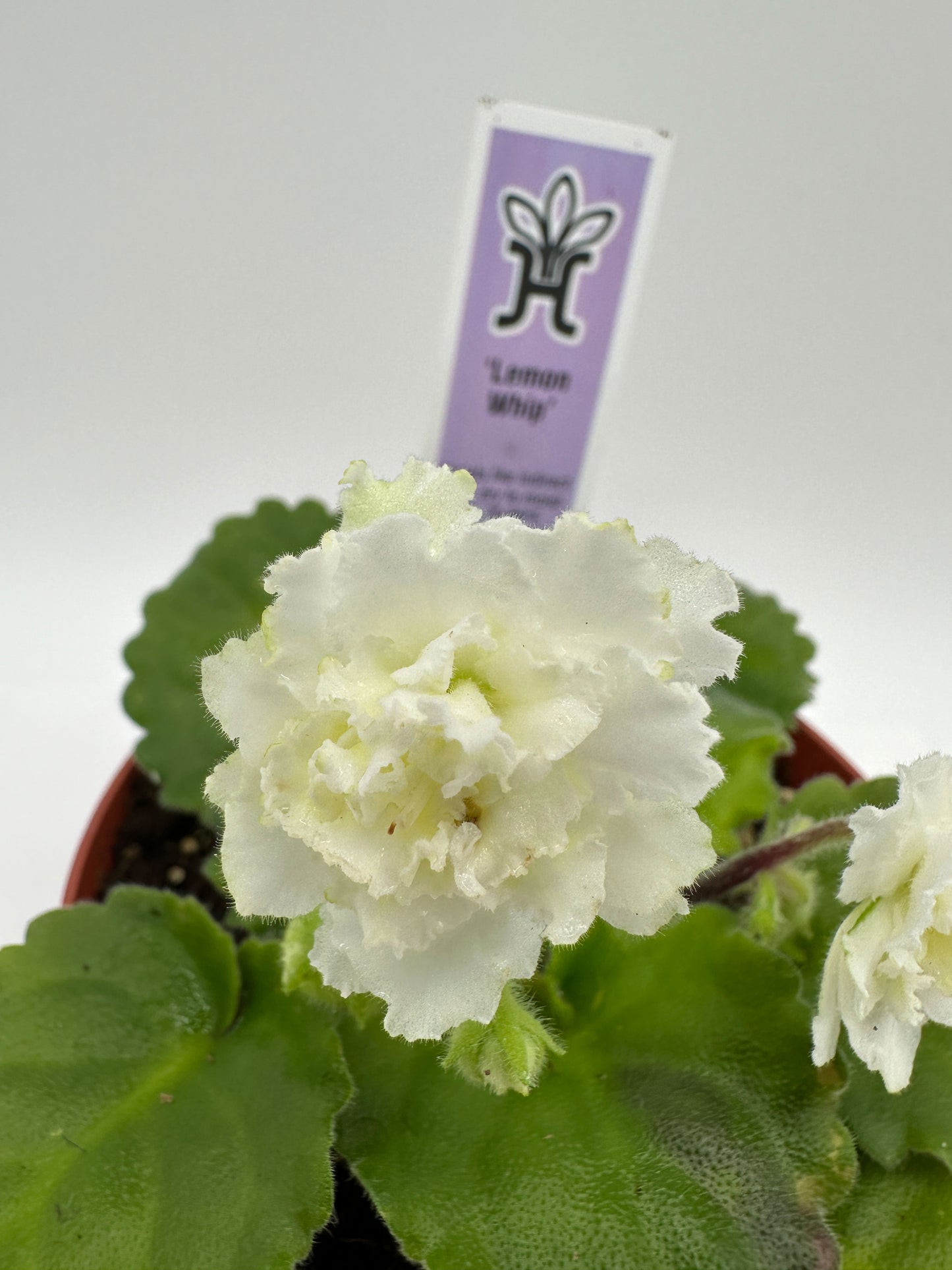 Lemon Whip - Live African Violet 4"