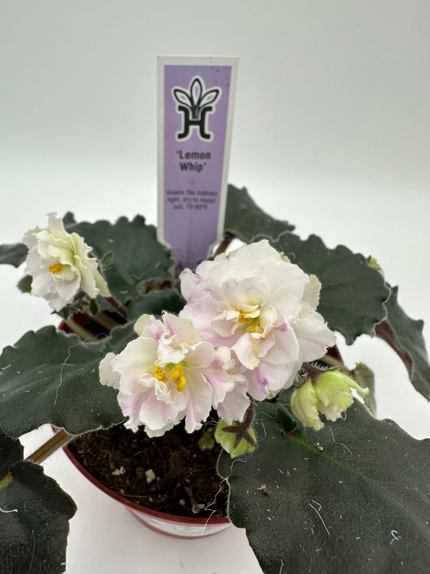 Lemon Whip - Live African Violet 4"