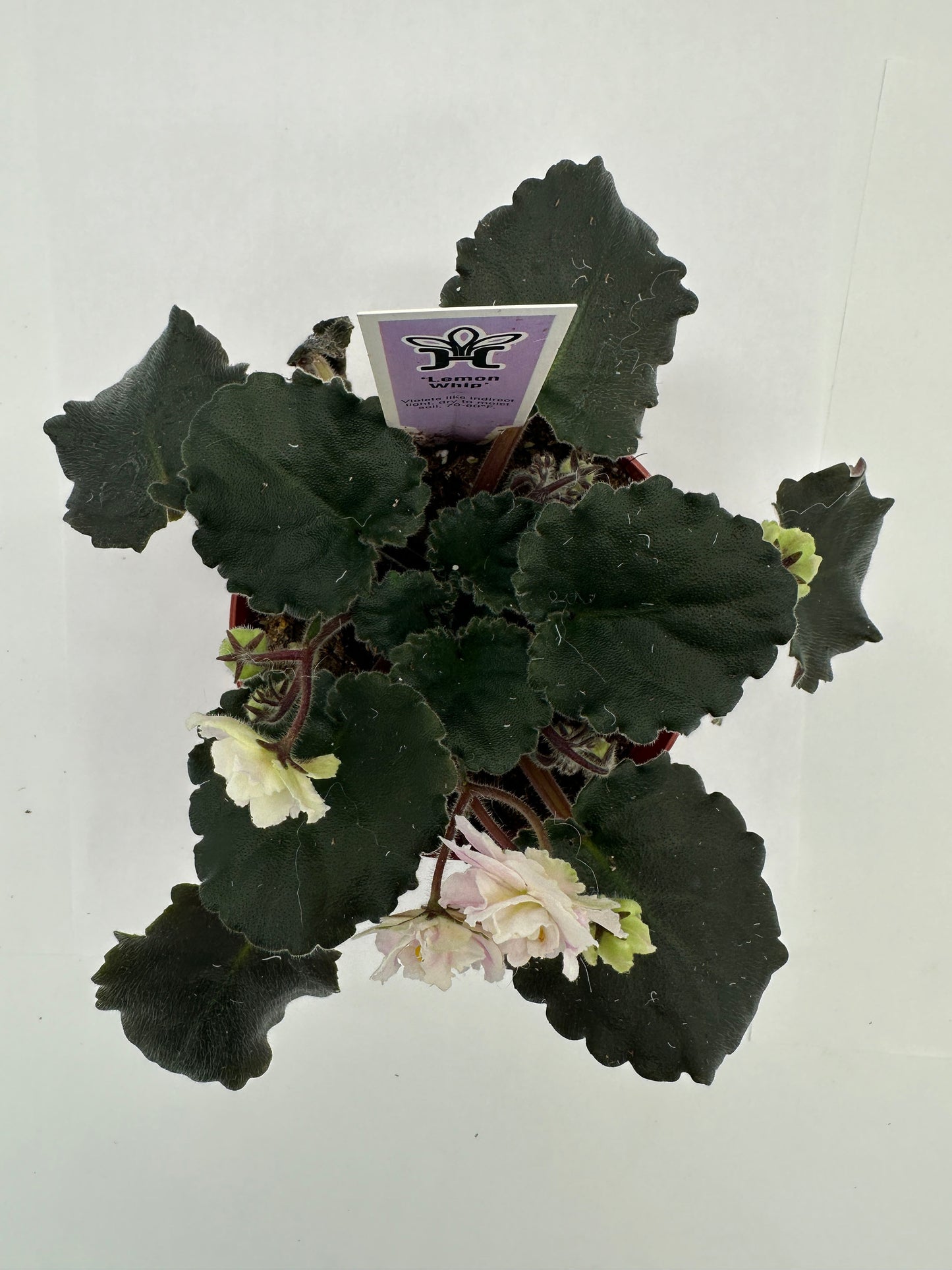 Lemon Whip - Live African Violet 4"