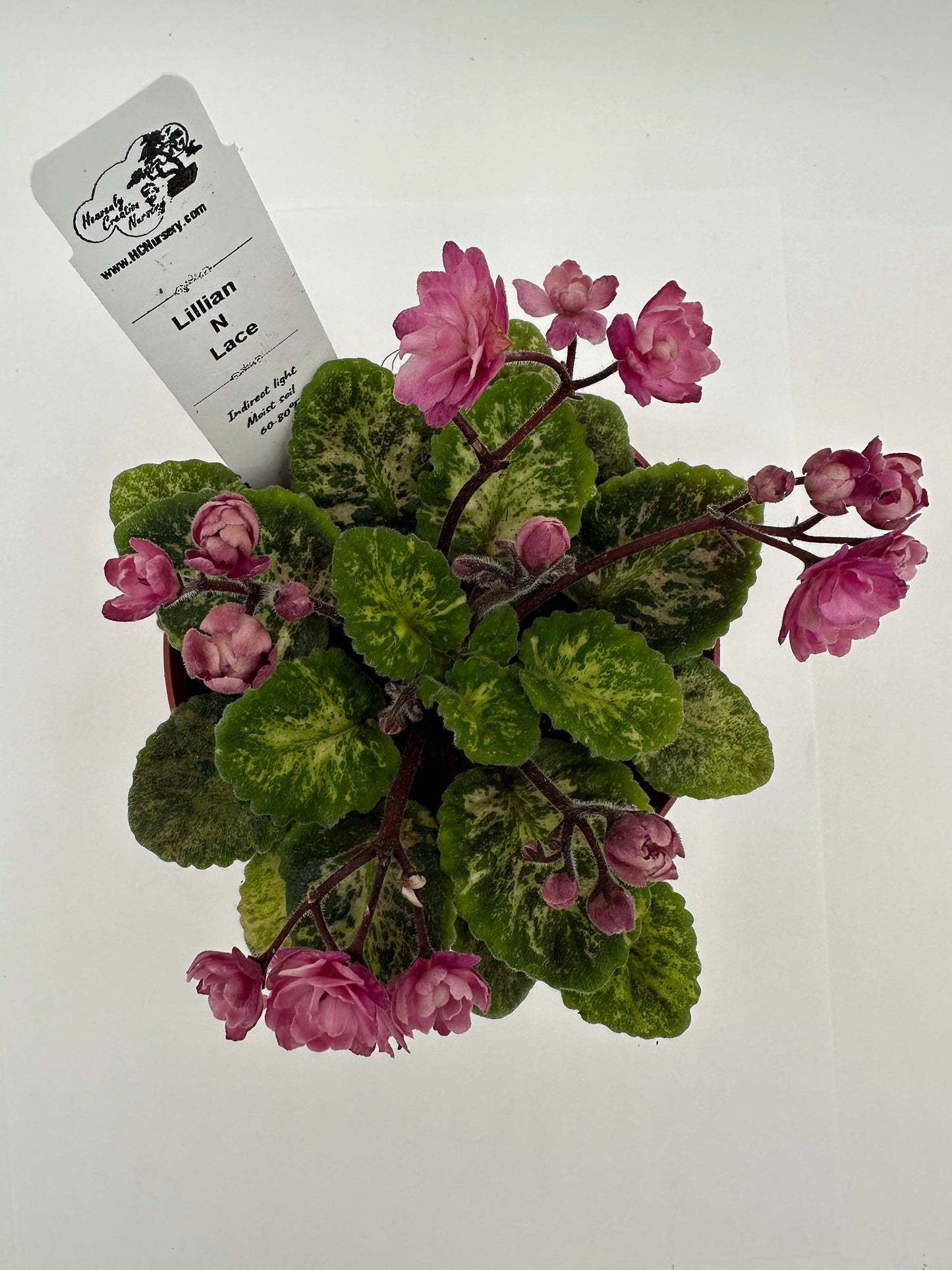 Lillian N Lace - Live African Violet 4"