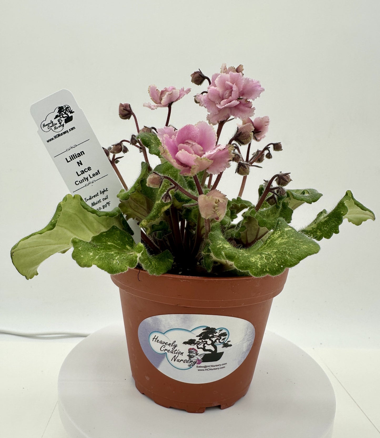 Lillian N Lace - Curly Leaf - Live African Violet 4" - Semi Mini