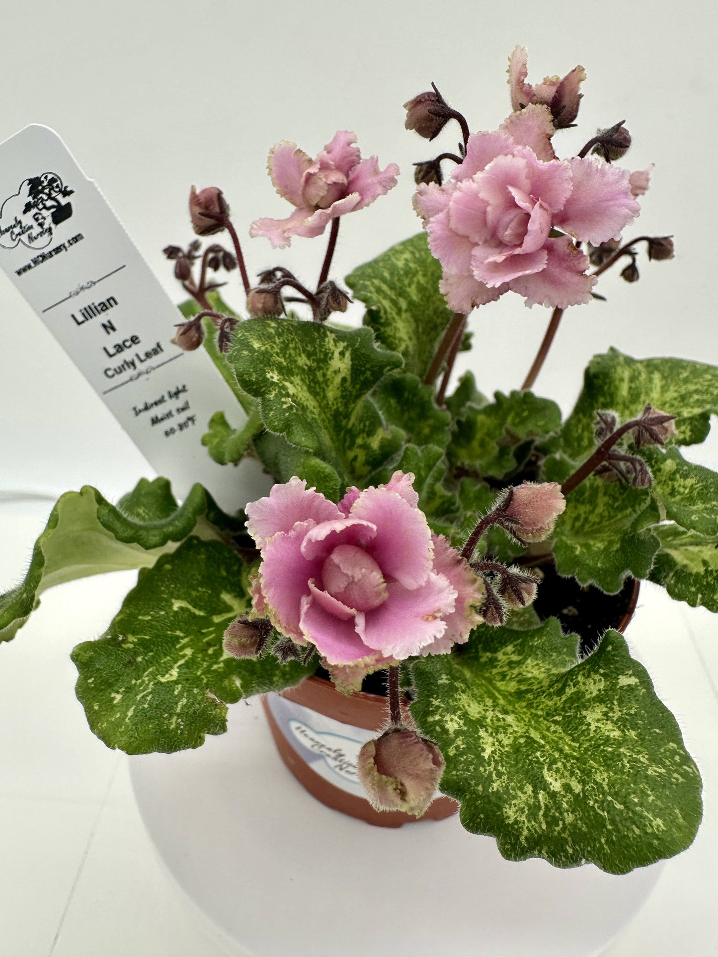 Lillian N Lace - Curly Leaf - Live African Violet 4" - Semi Mini