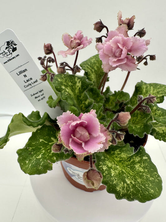 Lillian N Lace - Curly Leaf - Live African Violet 4" - Semi Mini