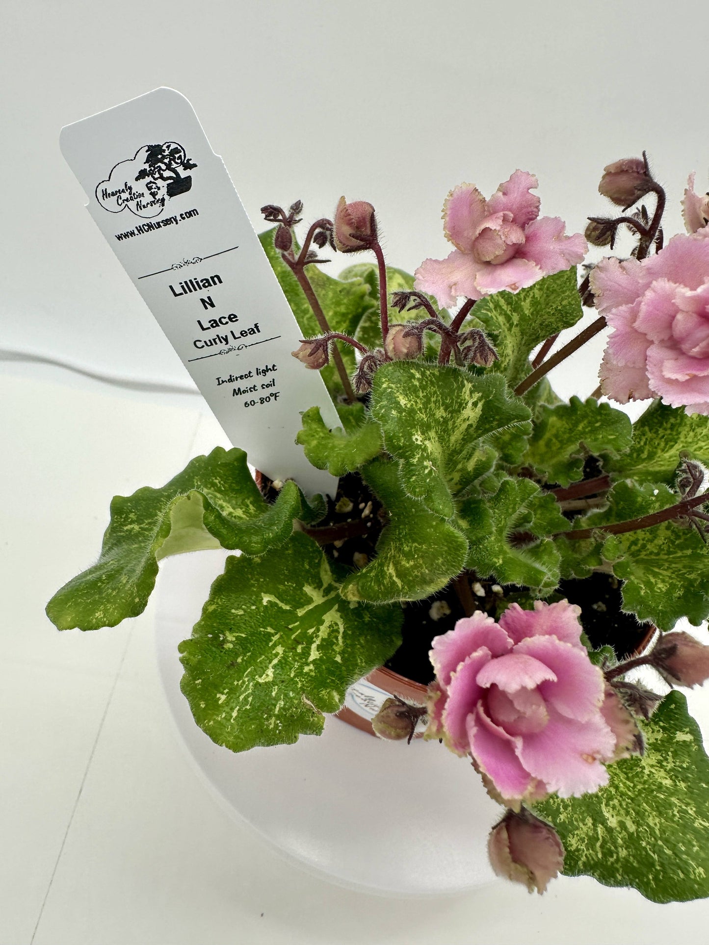 Lillian N Lace - Curly Leaf - Live African Violet 4" - Semi Mini