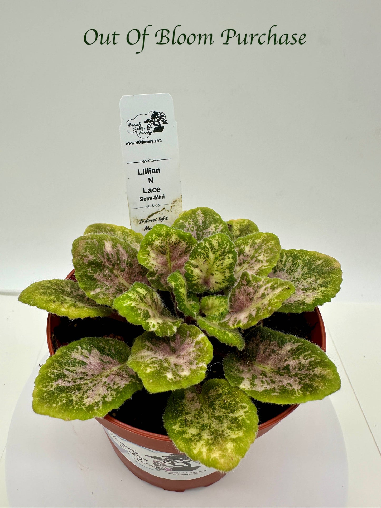 Lillian N Lace - Live African Violet 4" - Semi Mini