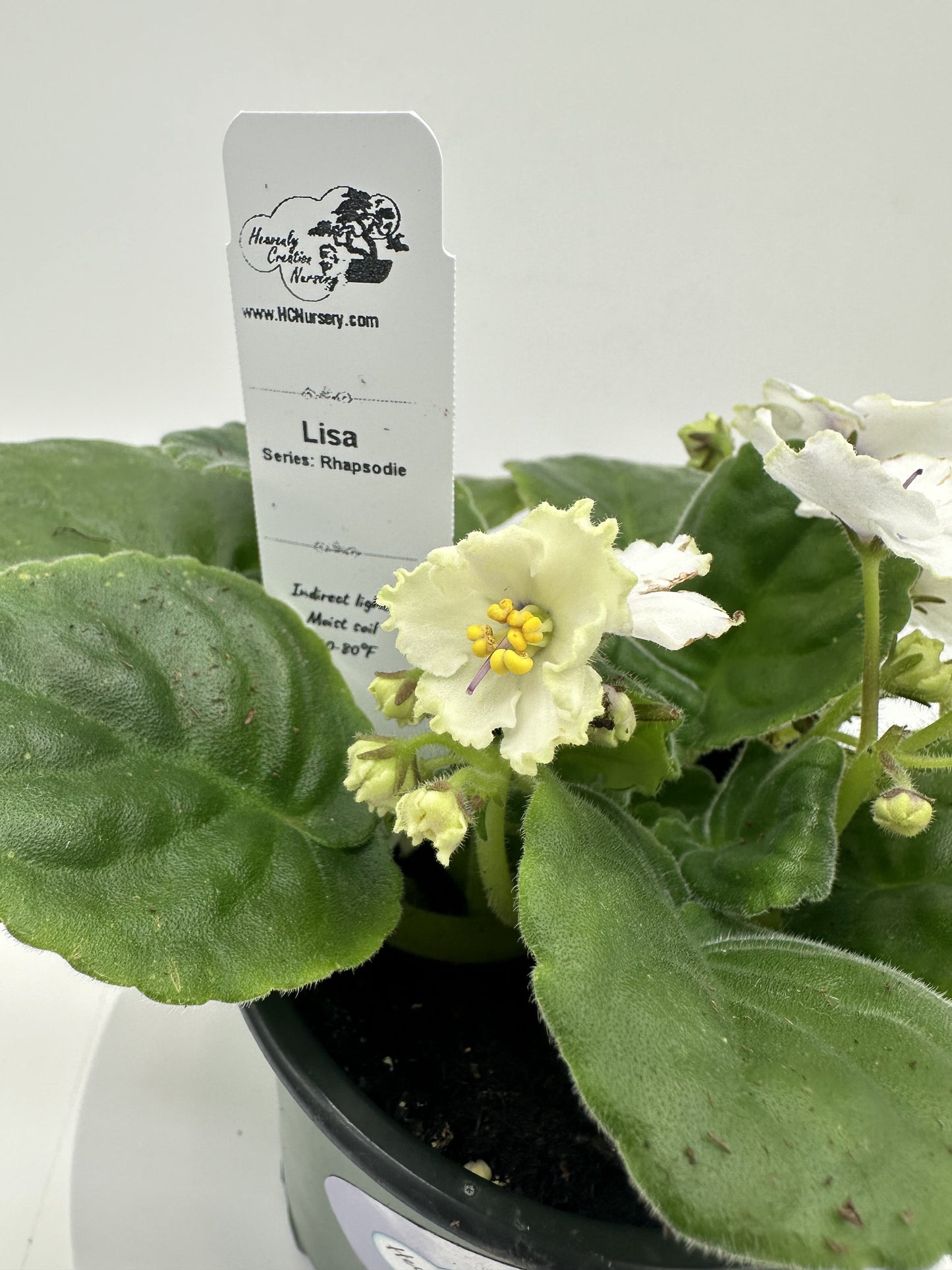 Lisa - Live African Violet 4" - Series: Rhapsodie
