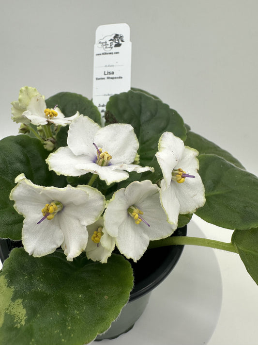 Lisa - Live African Violet 4" - Series: Rhapsodie
