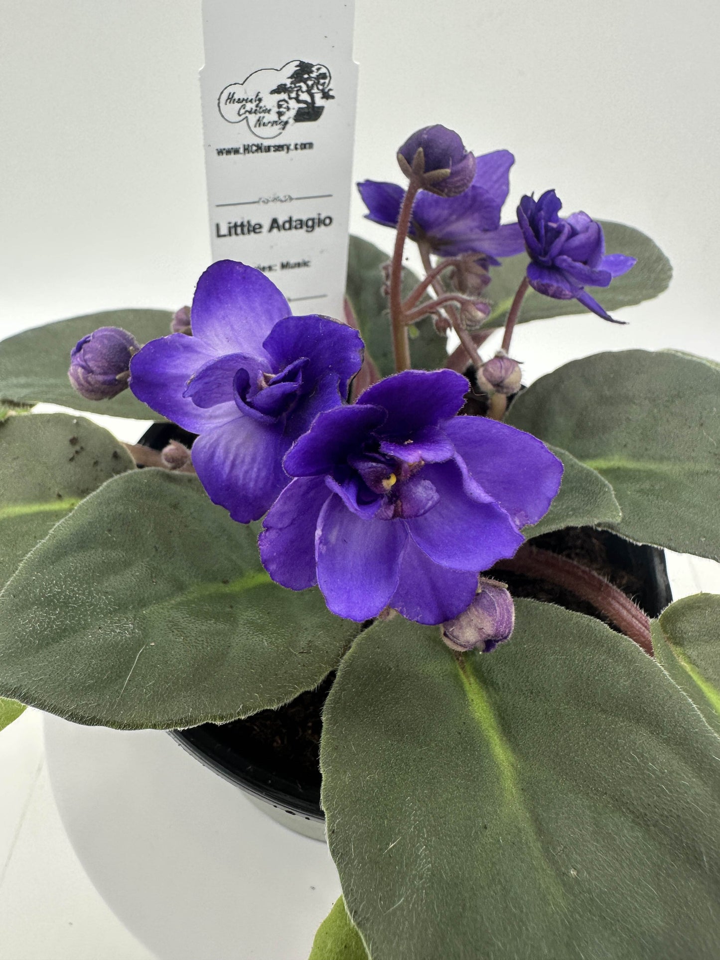 Little Adagio - Live African Violet 4" - Series: Music