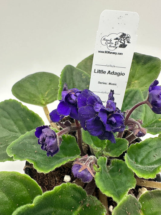 Little Adagio - Live African Violet 4" - Series: Music