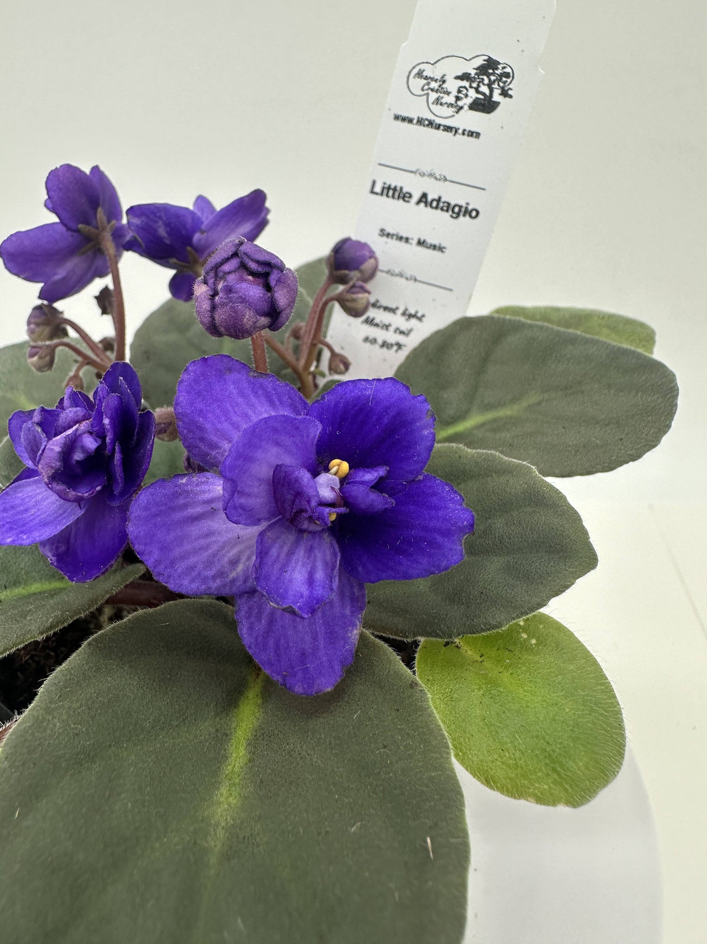 Little Adagio - Live African Violet 4" - Series: Music