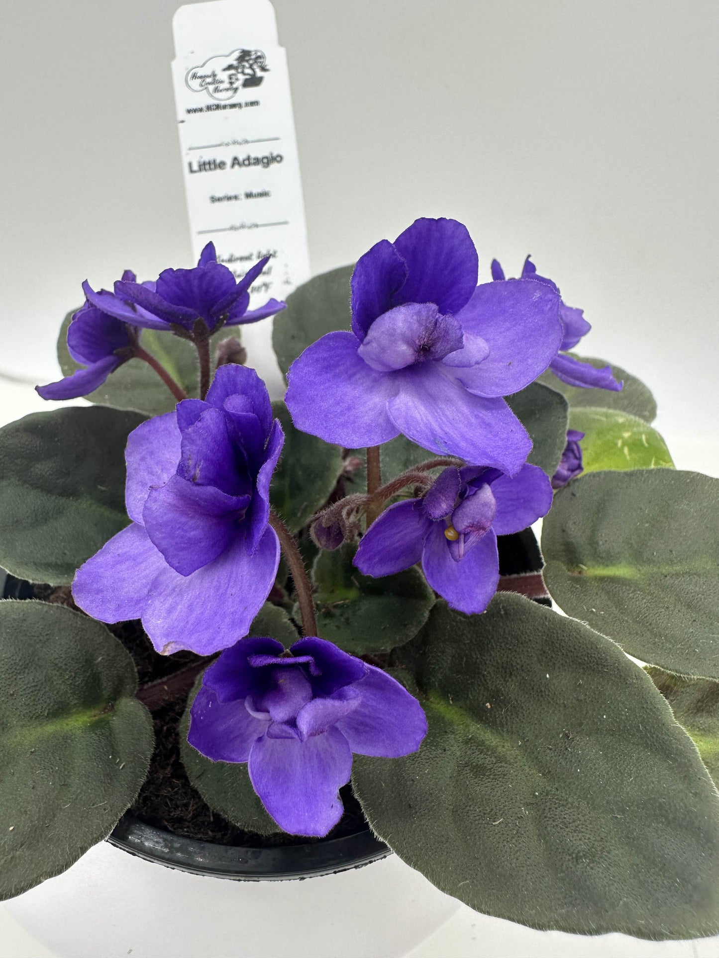 Little Adagio - Live African Violet 4" - Series: Music