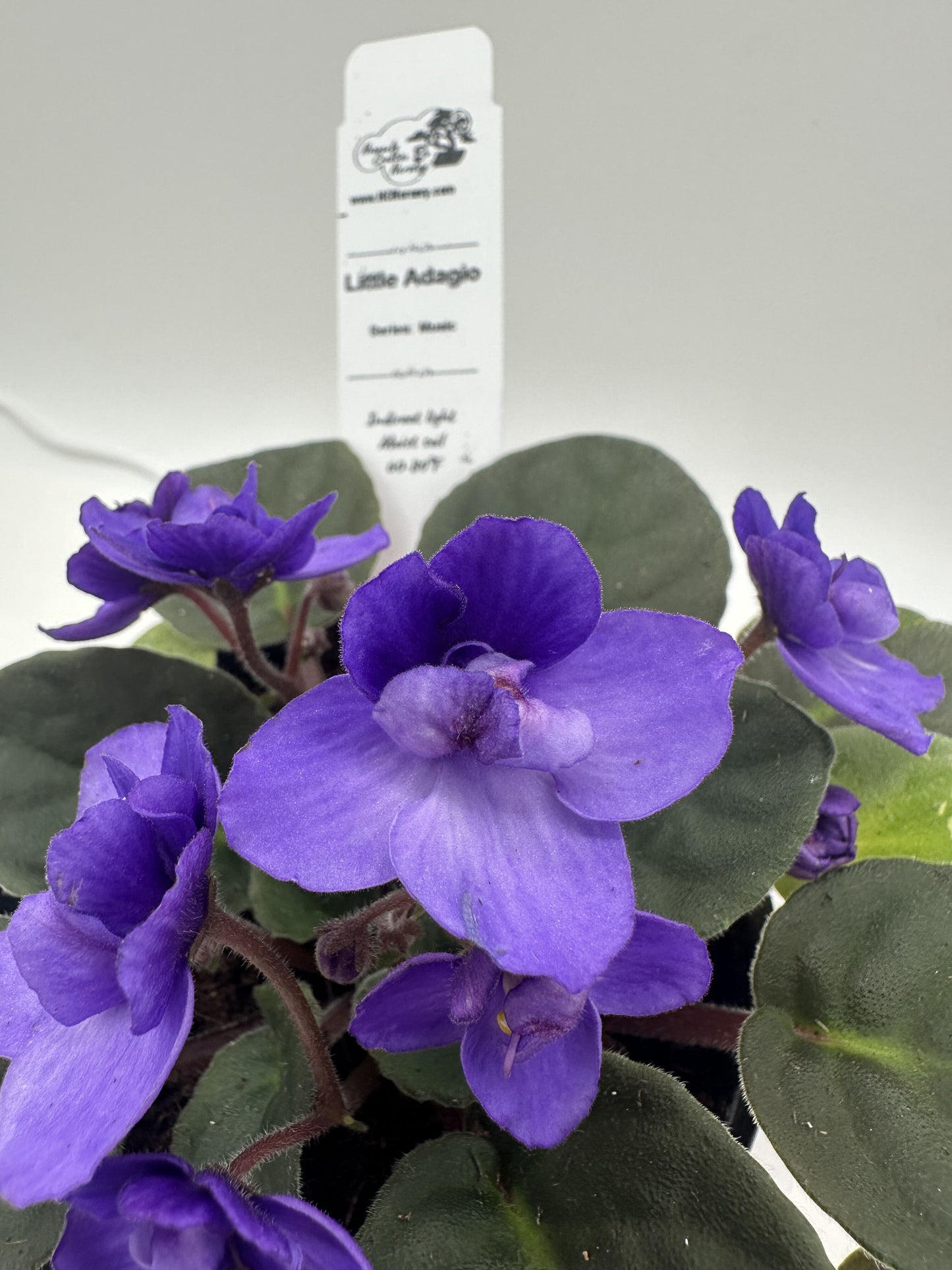 Little Adagio - Live African Violet 4" - Series: Music